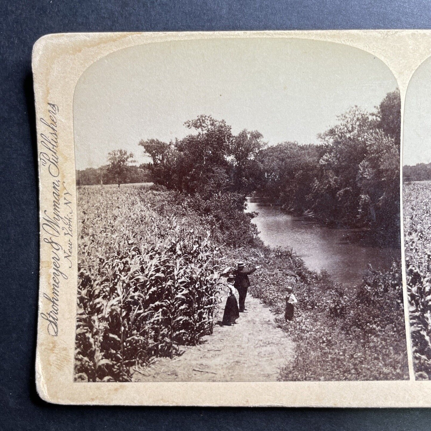 Antique 1890s Corn Field In Wisconsin Farmland Stereoview Photo Card P1556