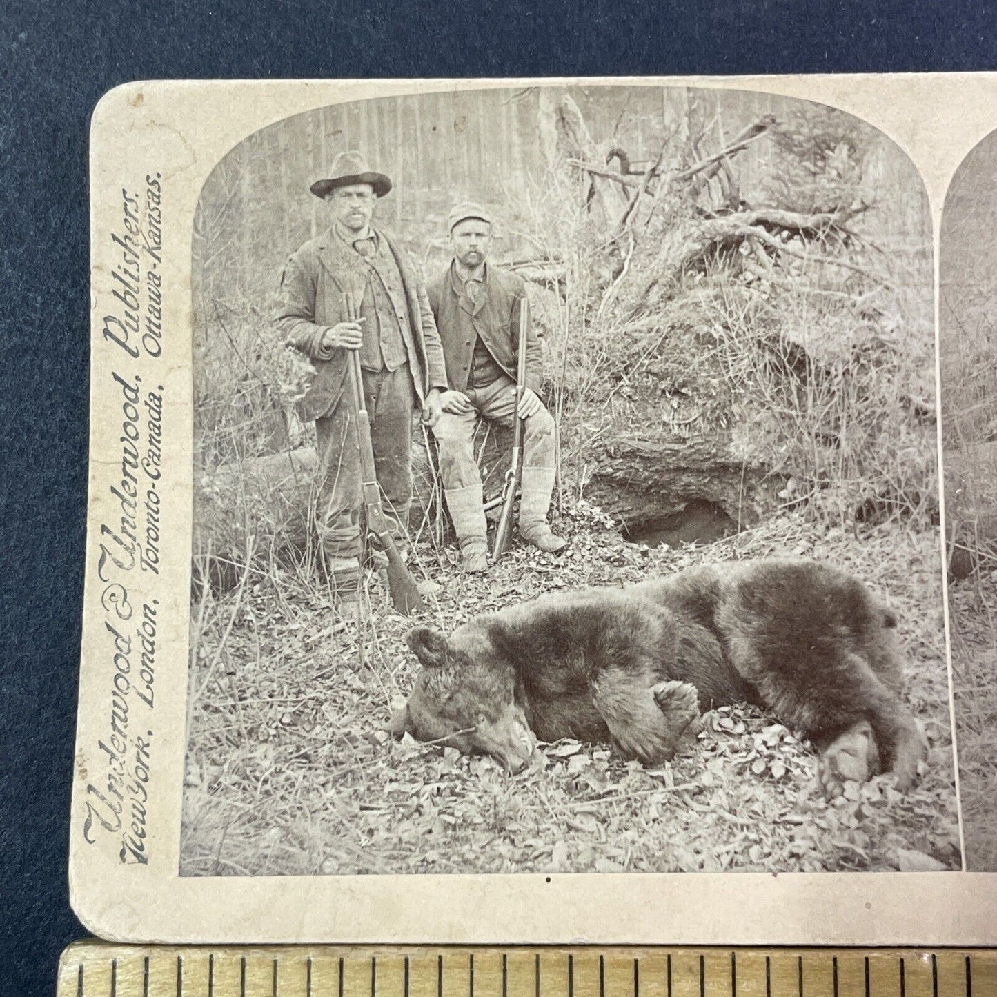 California Grizzly Bear Shot Dead Stereoview Truckee George Barker 1893 X1255