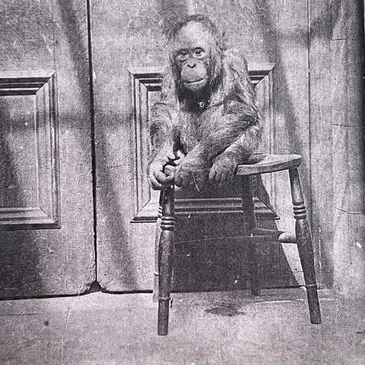 Antique 1880s Baby Orangutan At The London Zoo Stereoview Photo Card P1681