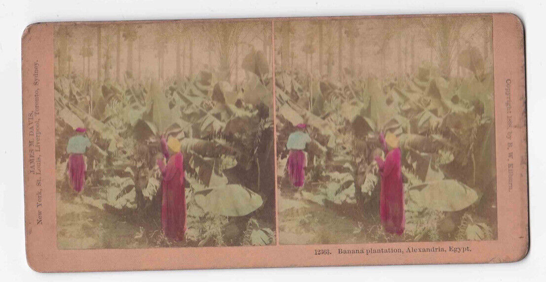 Antique 1898 Banana Plantation Alexandria Egypt Hand-Colored Photo Card P073