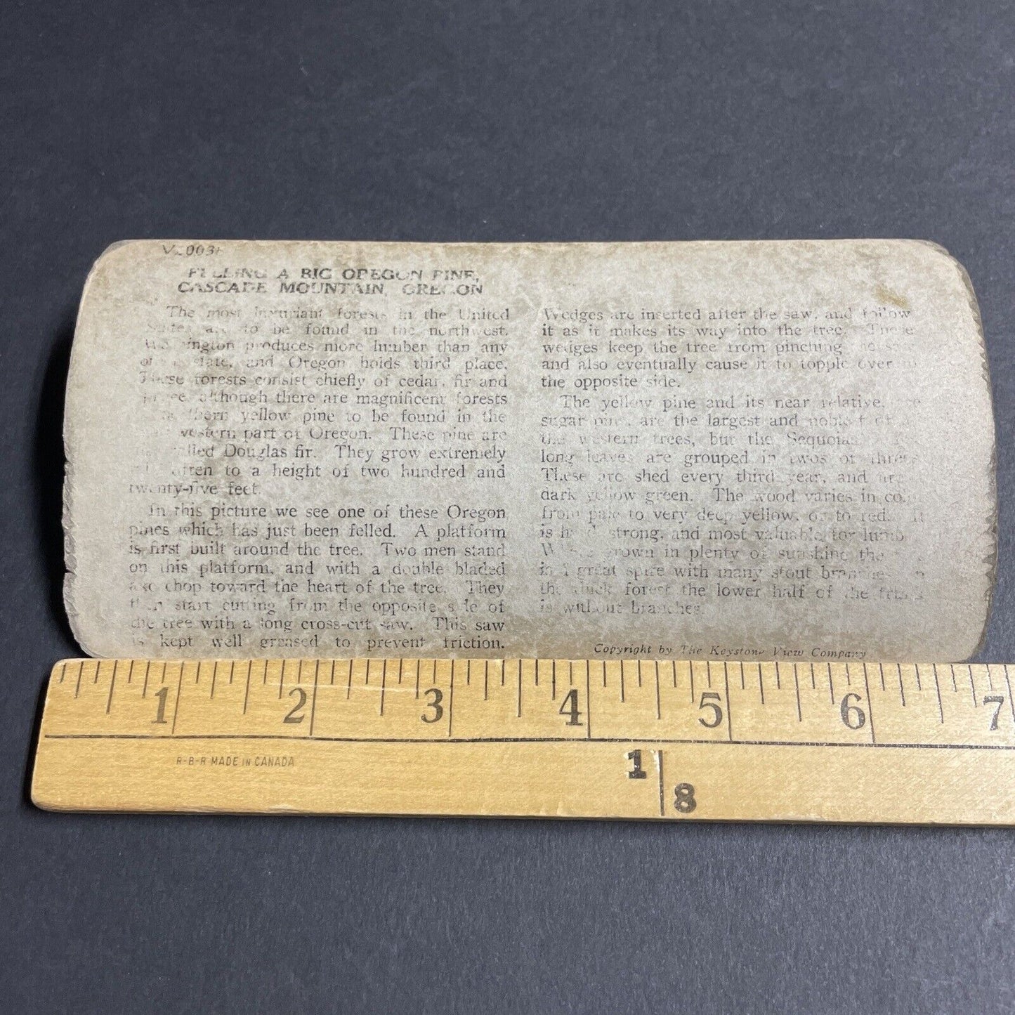 Antique 1910s Loggers Cut Down Massive Tree Oregon Stereoview Photo Card P4281