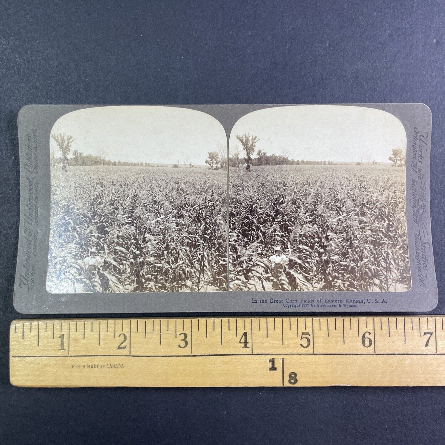 Corn Field near Manhattan Kansas Stereoview Strohmeyer Antique c1897 Y1167