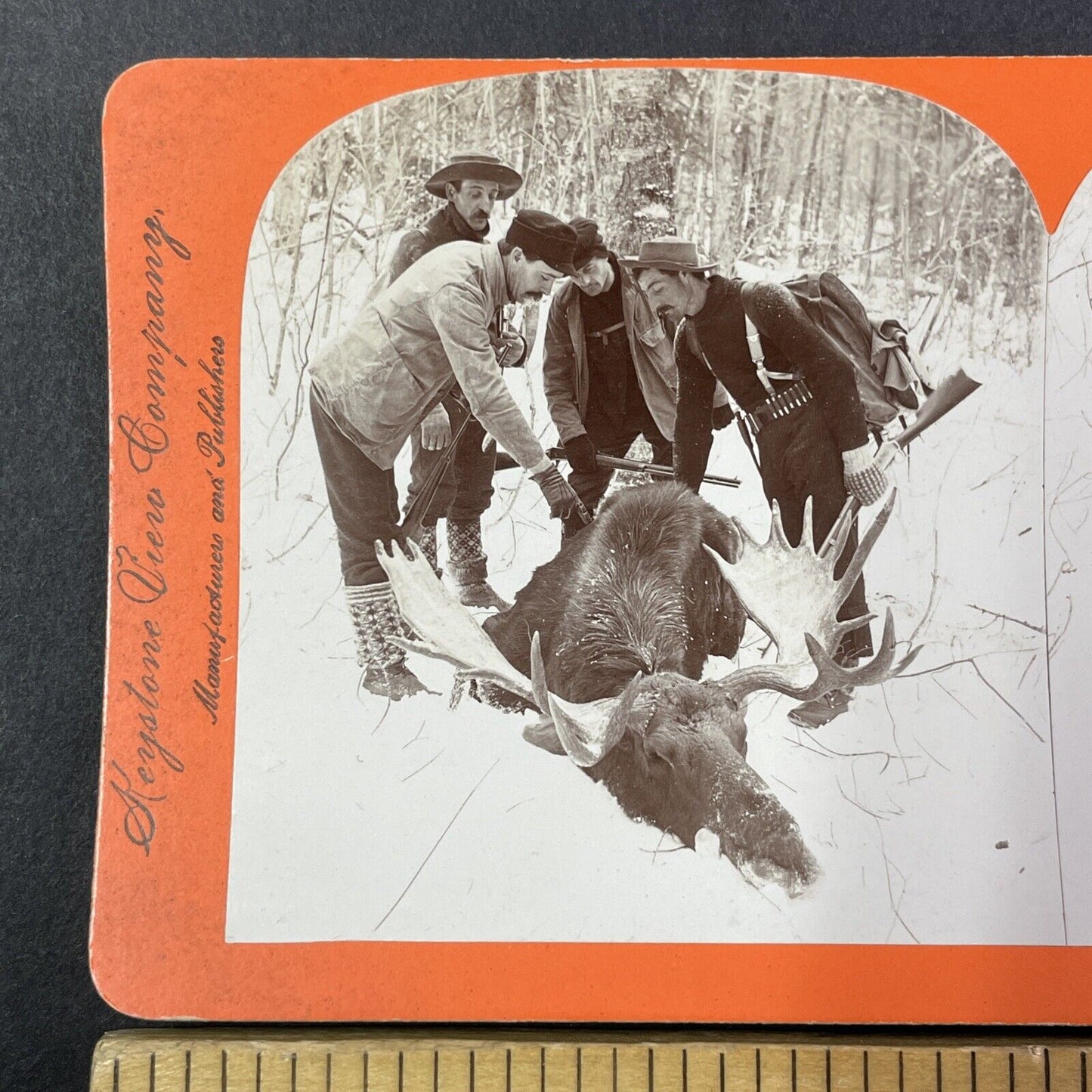 Men Hunt and Kill a Moose in Northern Maine Stereoview Antique c1899 Y1808