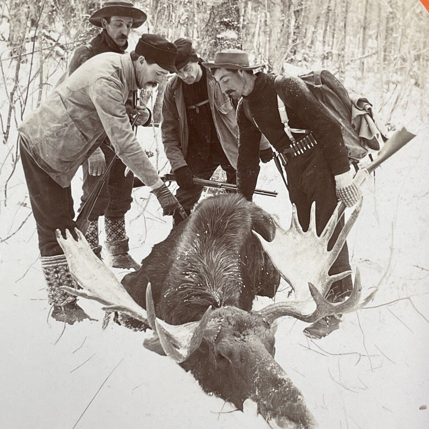 Men Hunt and Kill a Moose in Northern Maine Stereoview Antique c1899 Y1808