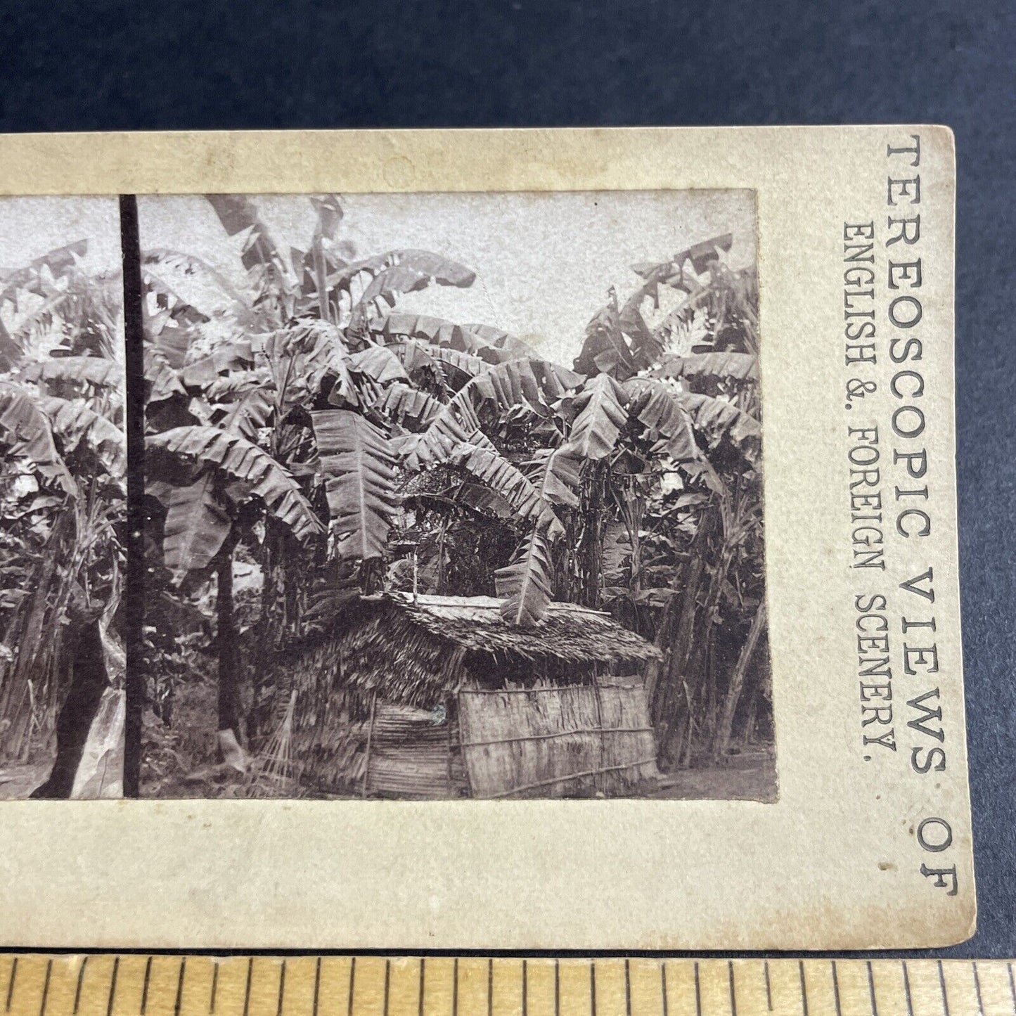 Antique 1870s Newly Contacted Tribes Tokelau NZ Stereoview Photo Card P4376