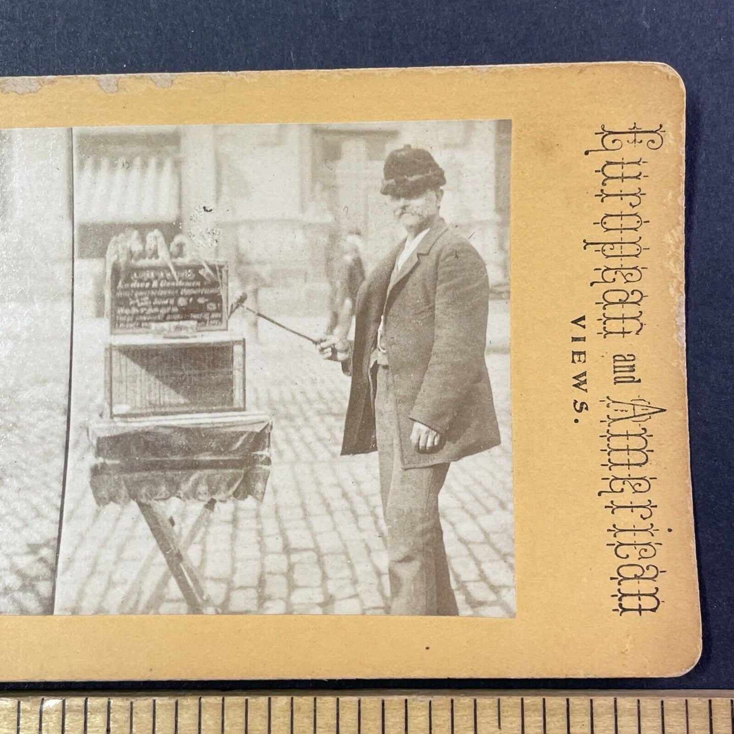 Psychic with Fortune Telling Birds Stereoview Parakeets Antique c1880 X2760