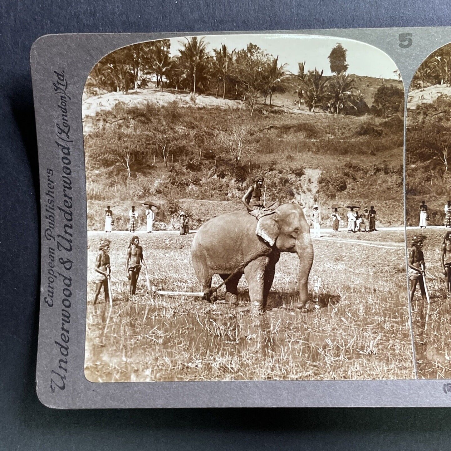 Antique 1905 Elephant Ploughing Rice Field Sri Lanka Stereoview Photo Card P1760