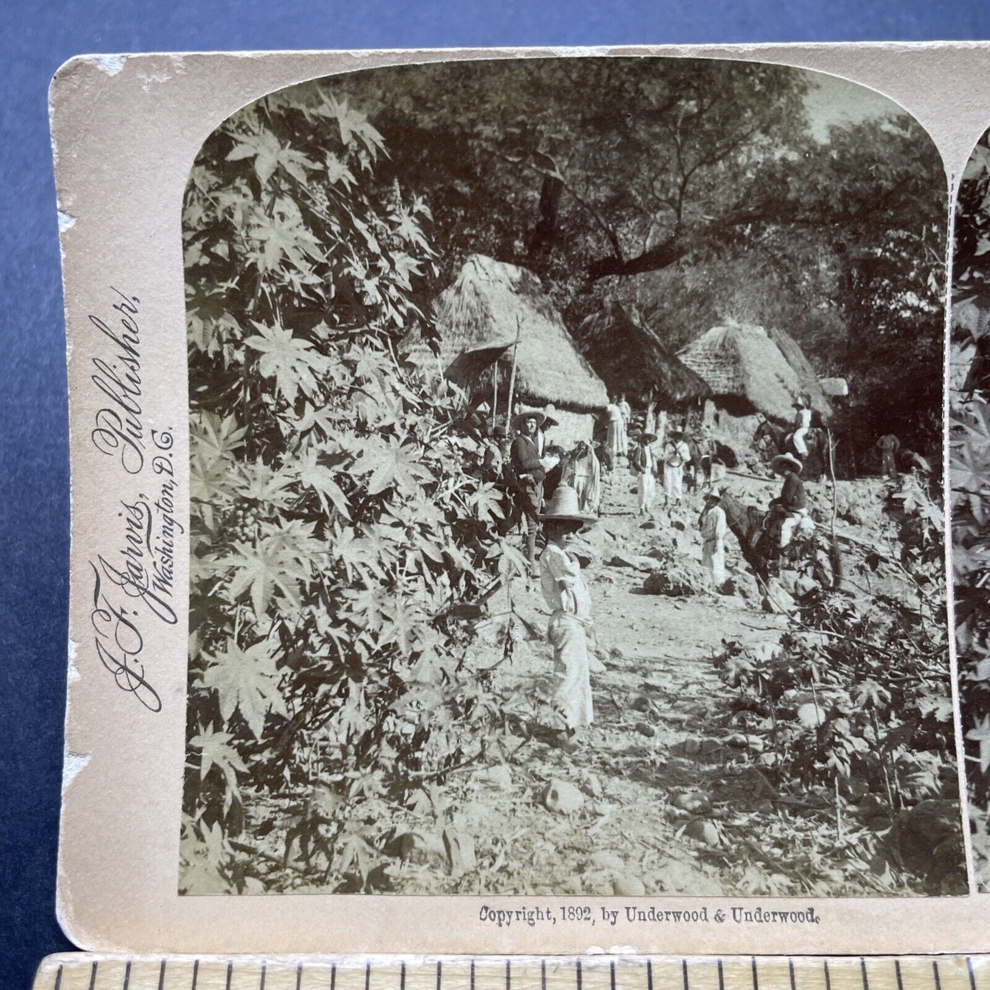Antique 1892 Castor Bean Farm In Jalisco Mexico Stereoview Photo Card P2348