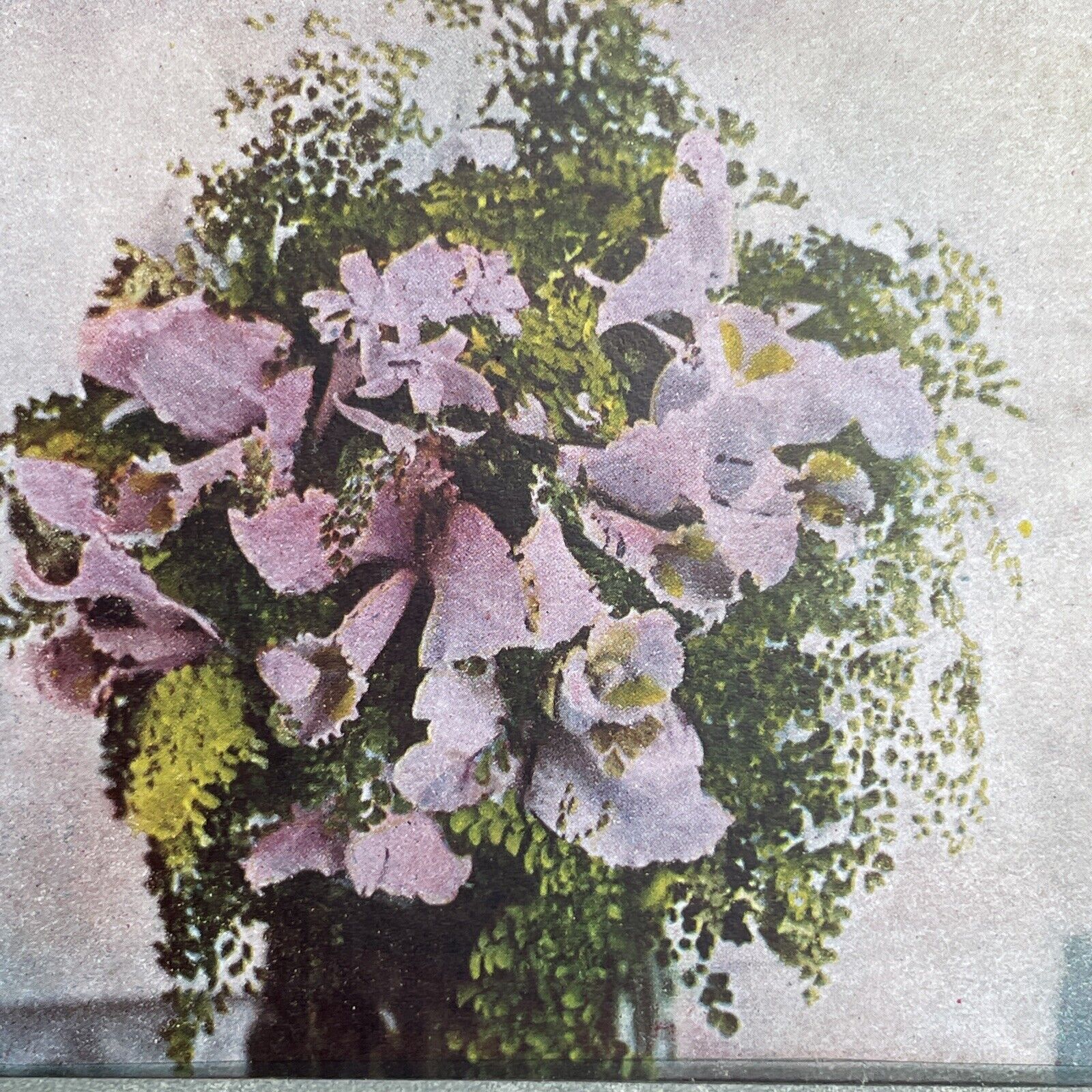 rare stereoview cards Antique 1892 Bouquet Of Rare Orchids Stereoview Photo Card P1221 – WHS Stereoview