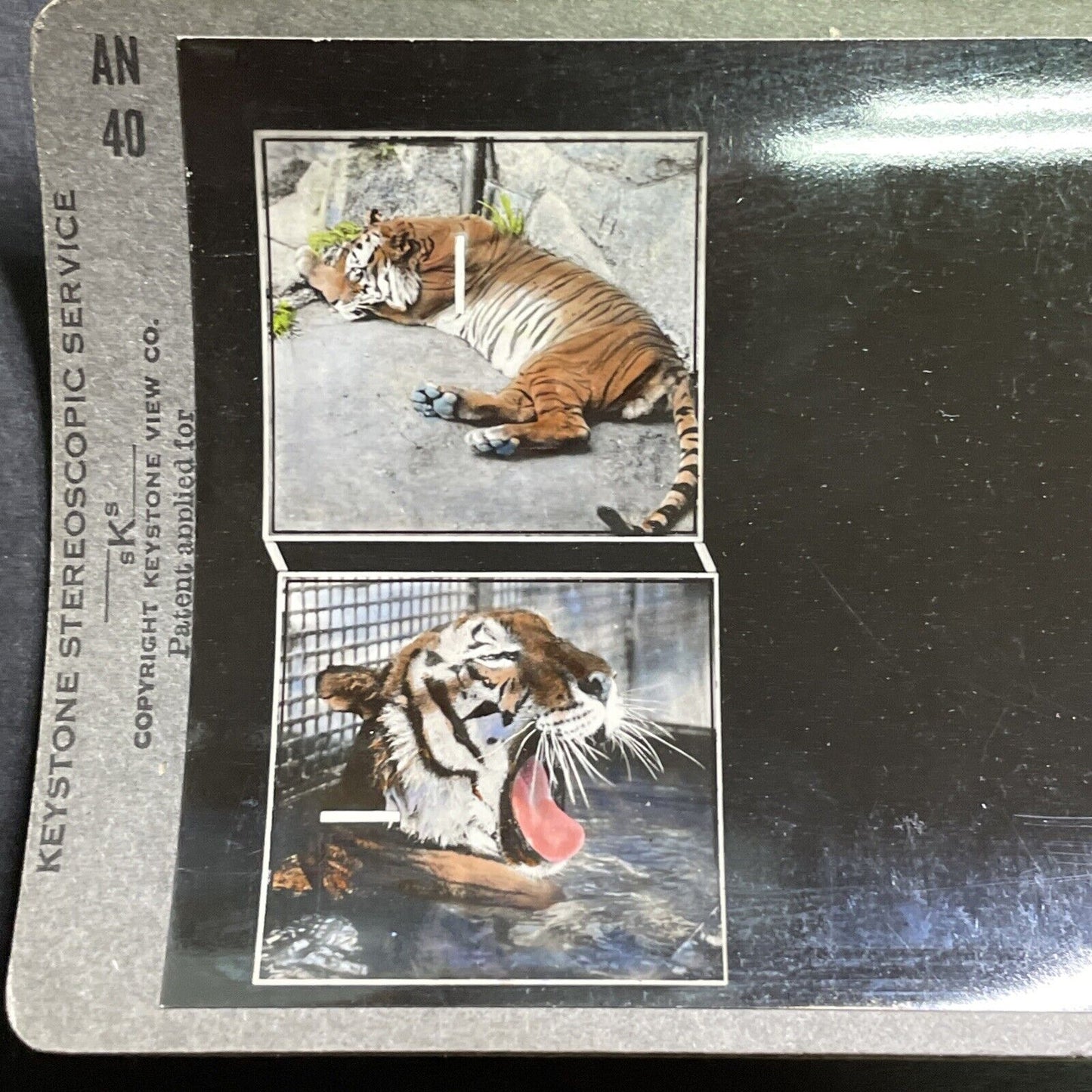Antique 1920s Eye Training Slide (Bengal Tiger) Stereoview Photo Card P1280
