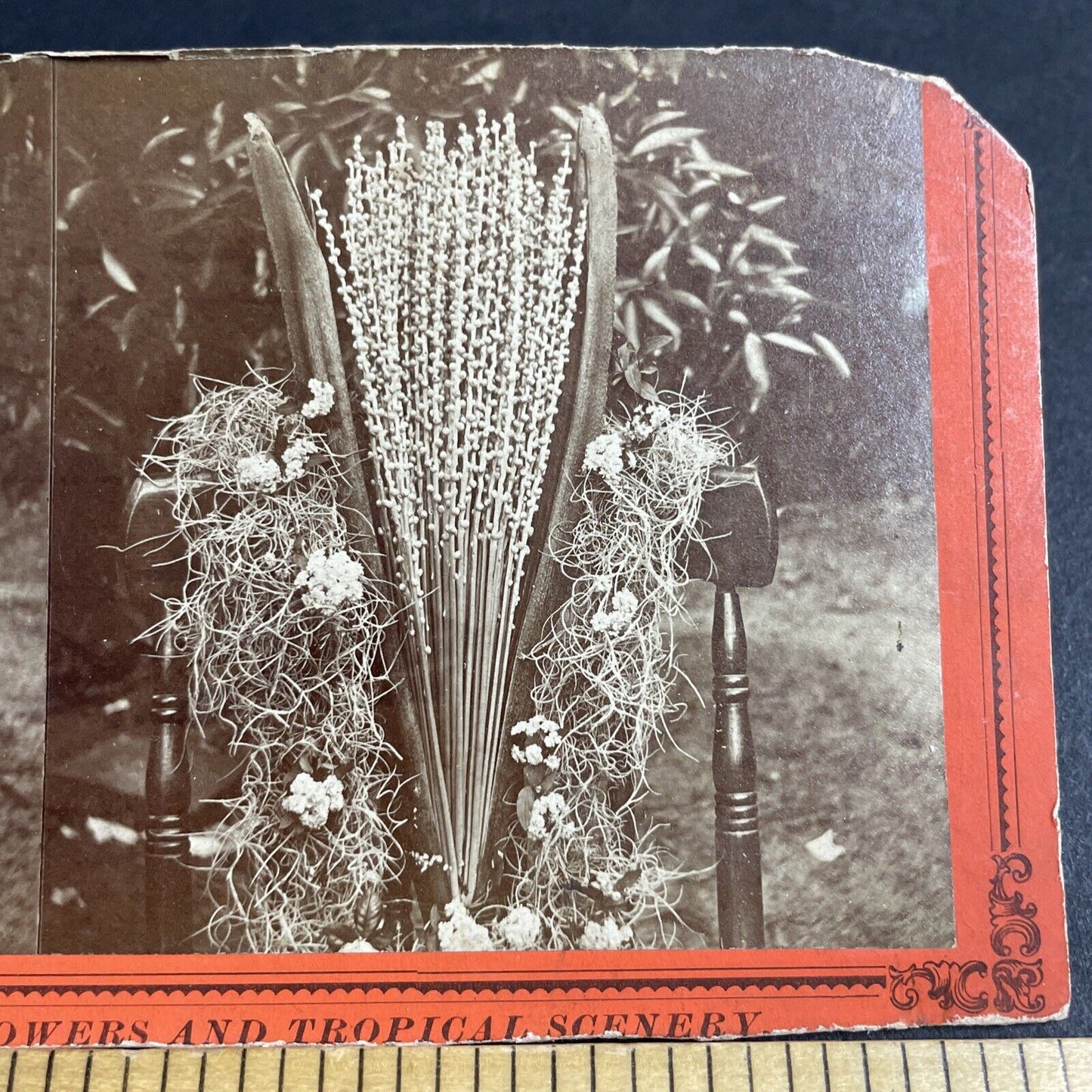 Antique 1860s Florida Date Tree Blossoms Stereoview Photo Card P4802