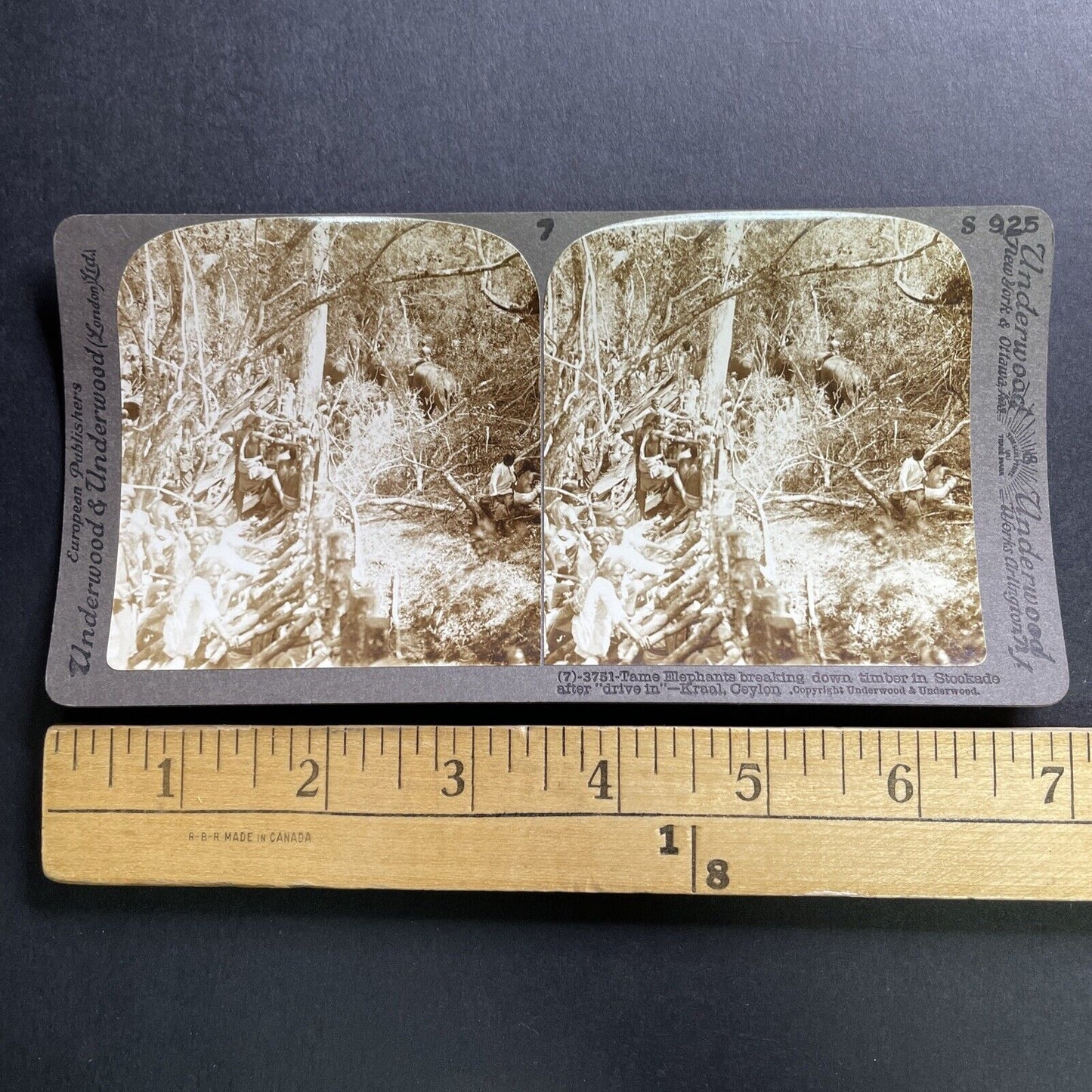 Antique 1905 Elephants Used For Logging Sri Lanka Stereoview Photo Card P1703