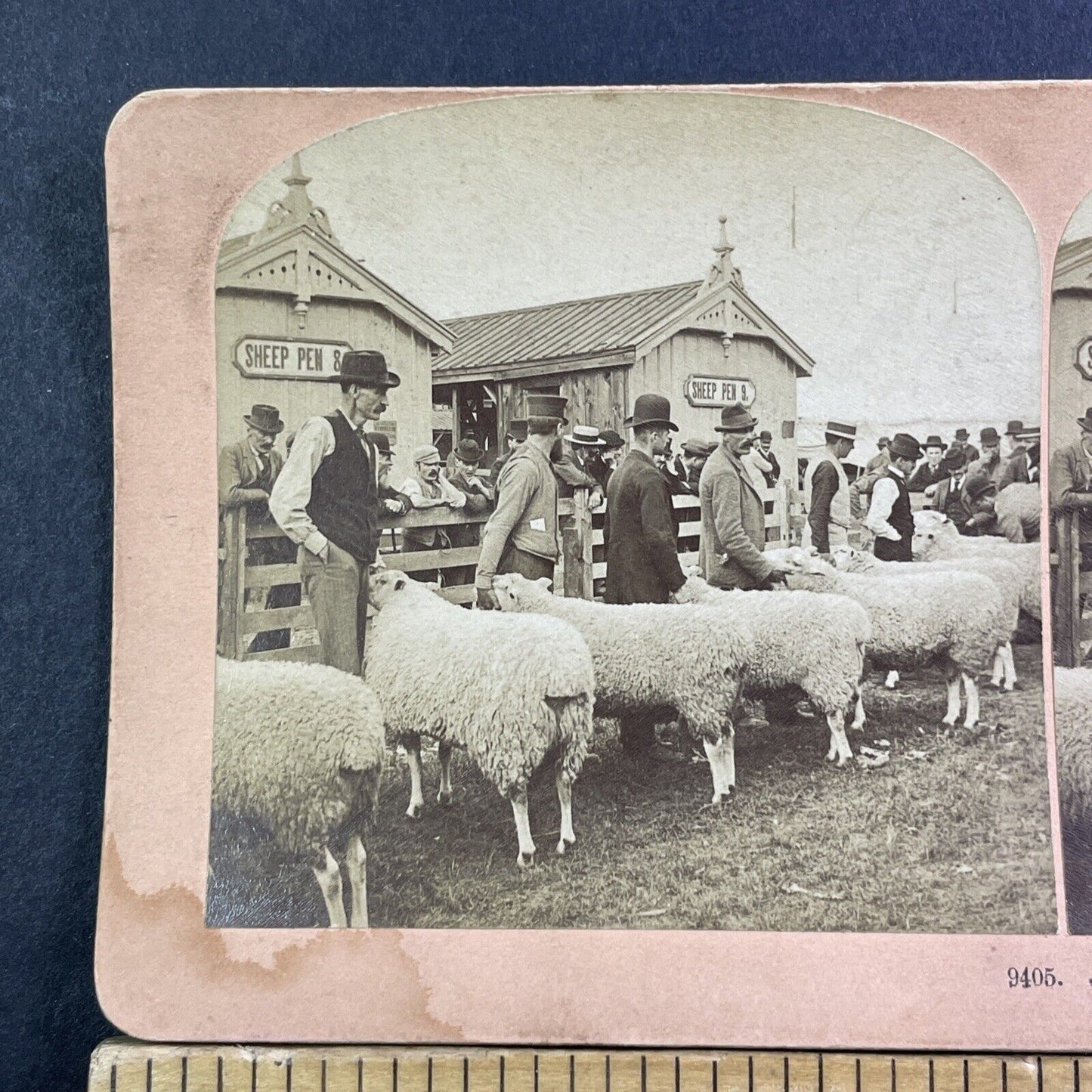 Exhibition Place Toronto Ontario Stereoview Sheep Showing Antique c1895 X2465