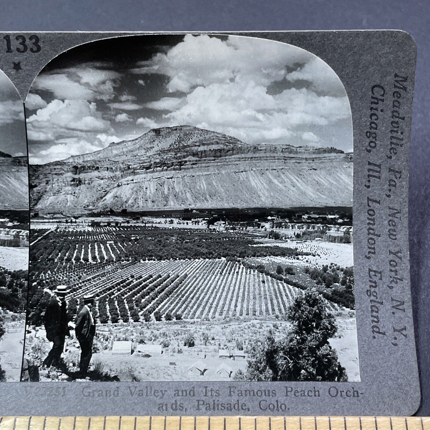 Antique 1920s Peach Orchards In Palisade Colorado Stereoview Photo Card V2164