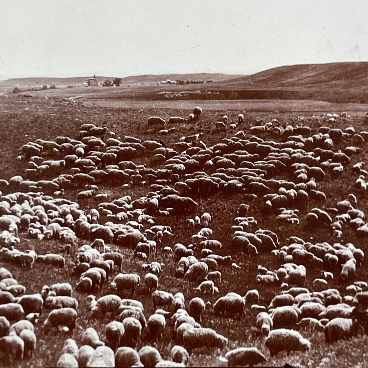Sheep Ranch in Central Alberta Canada Stereoview CPR Rail Views c1899 Y2115