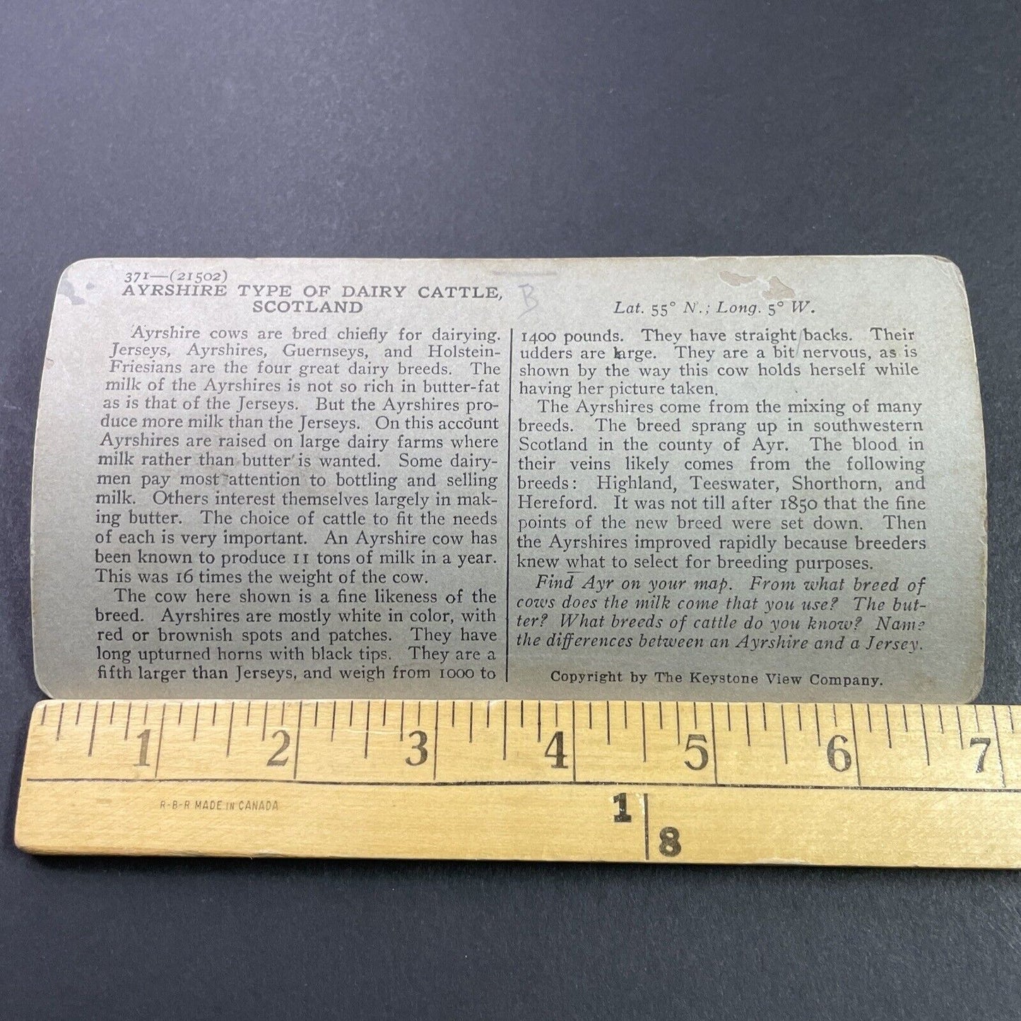 Antique 1920s Prize Ayrshire Dairy Cow Cattle Stereoview Photo Card P3739