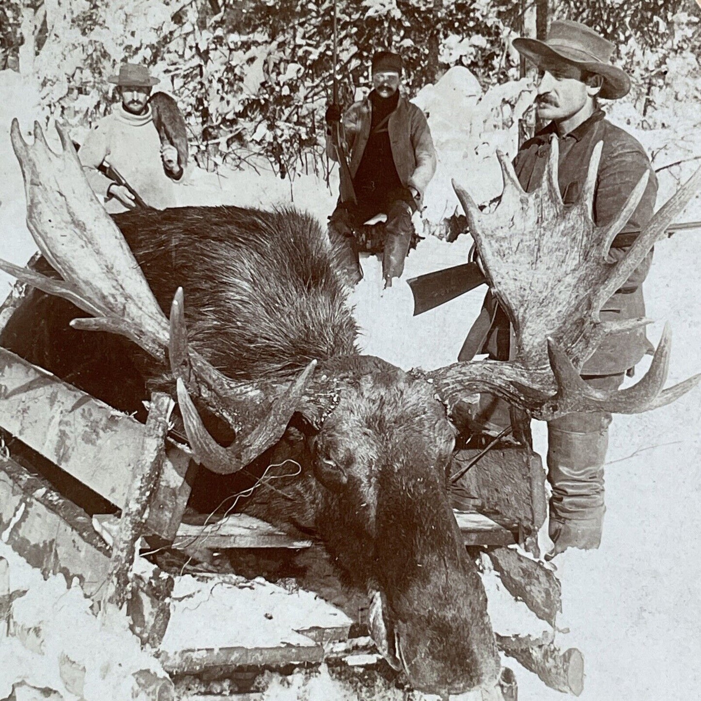Hunters Shoot a Bull Moose Stereoview New Brunswick Antique c1899 Y2776