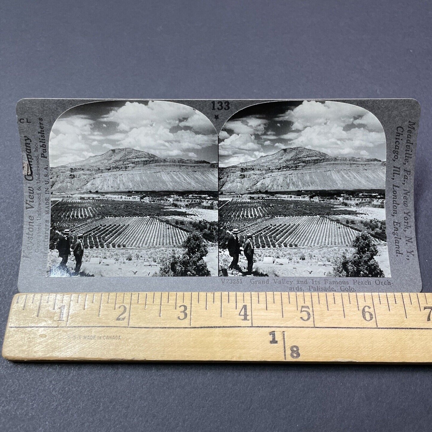 Antique 1920s Peach Orchards In Palisade Colorado Stereoview Photo Card V2164