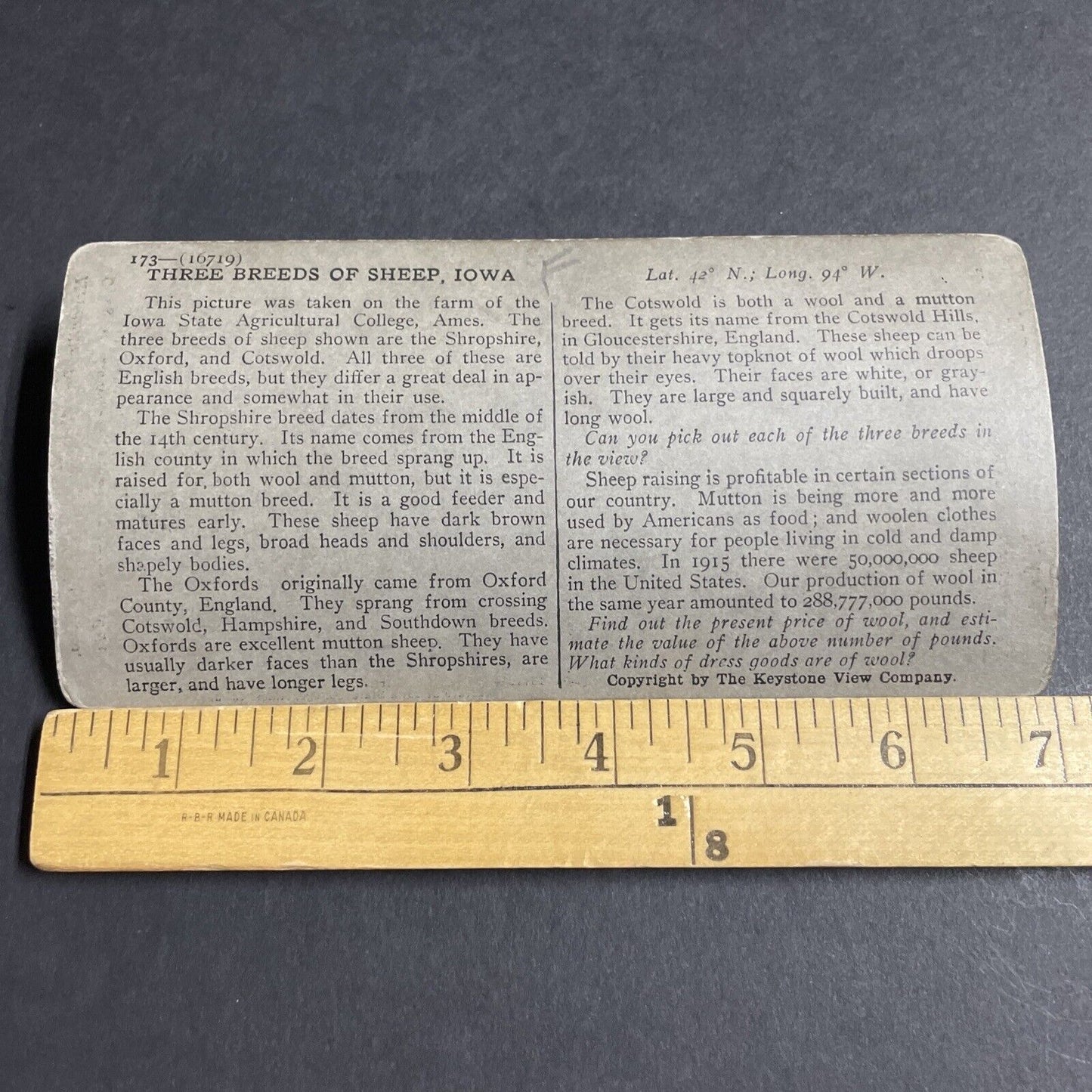 Antique 1910s Sheep Farm At Iowa State College Stereoview Photo Card P3656