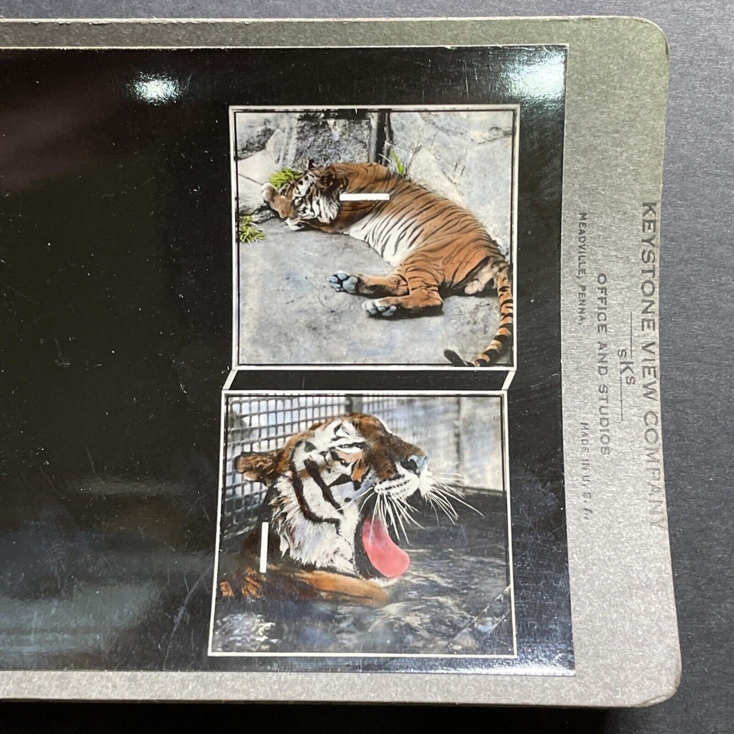 Antique 1920s Eye Training Slide (Bengal Tiger) Stereoview Photo Card P1280