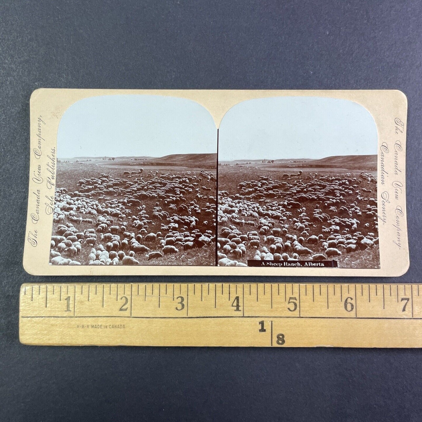 Sheep Ranch in Central Alberta Canada Stereoview CPR Rail Views c1899 Y2115