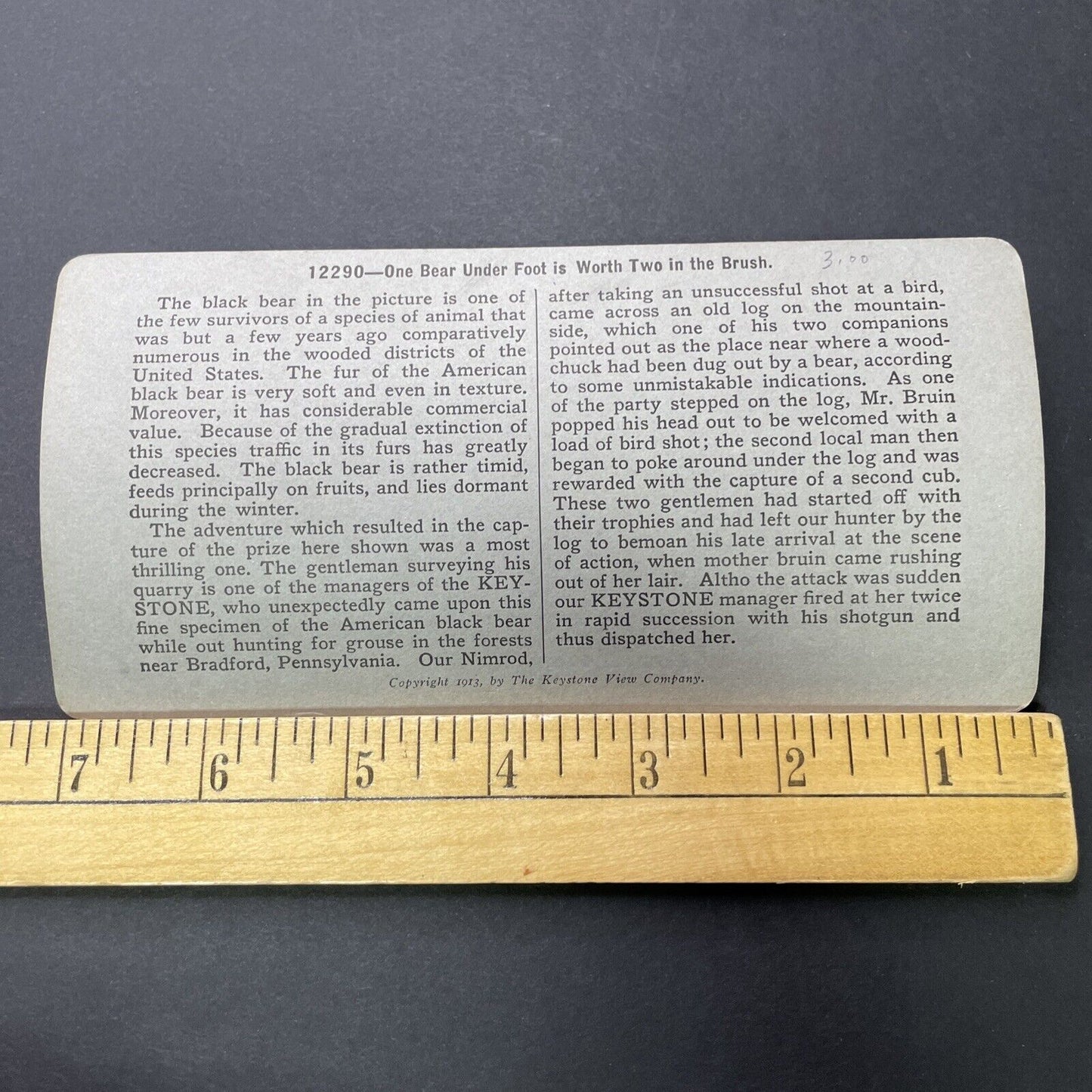 Antique 1913 Black Bear Killed Bradford Pennsylvania Stereoview Photo Card P2315