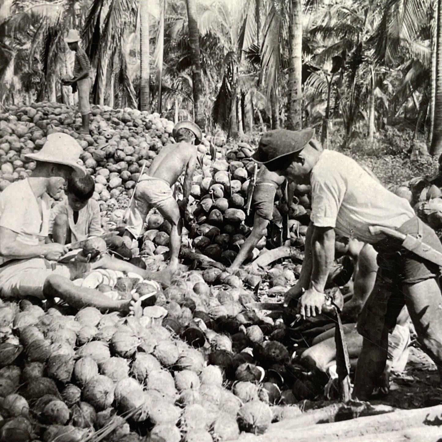Antique 1906 Coconut Farming Pagsanjan Philippines Stereoview Photo Card P1468