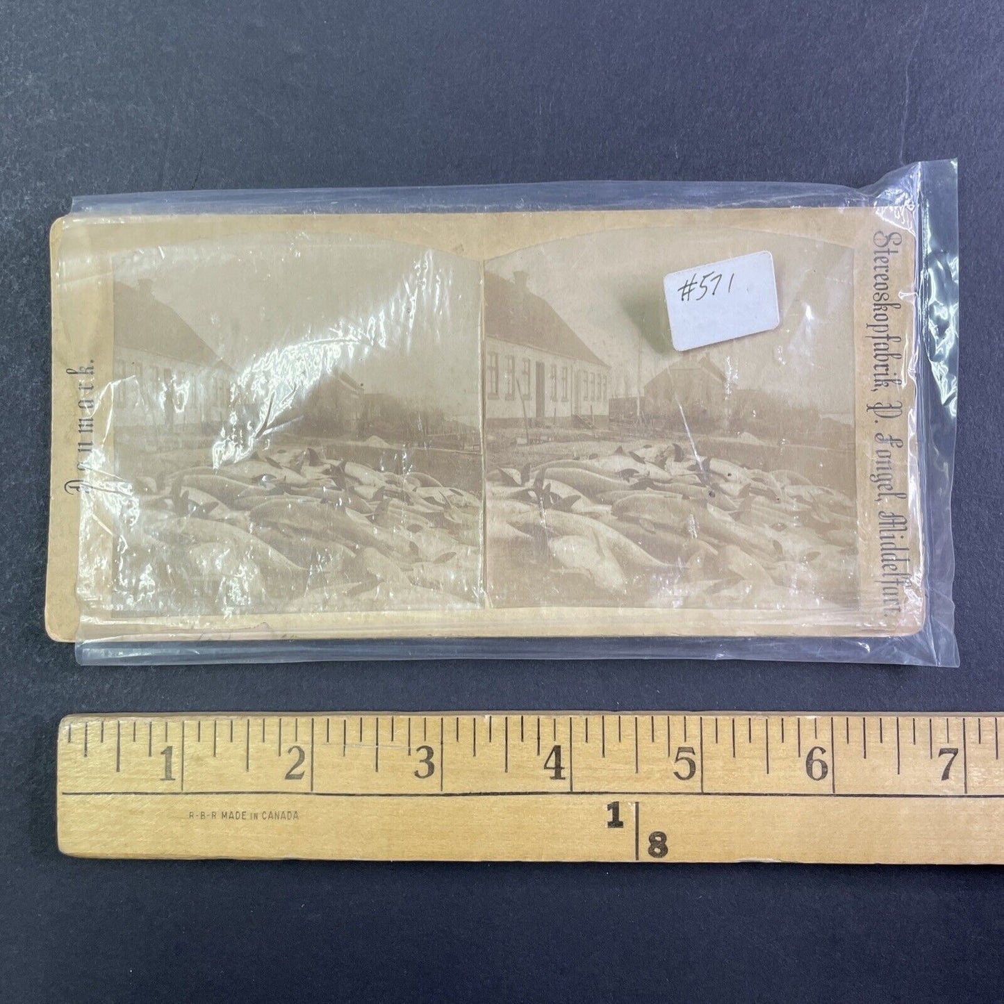 Funen Island Dolphin Hunt Stereoview Middelfart Denmark Antique c1878 X3226