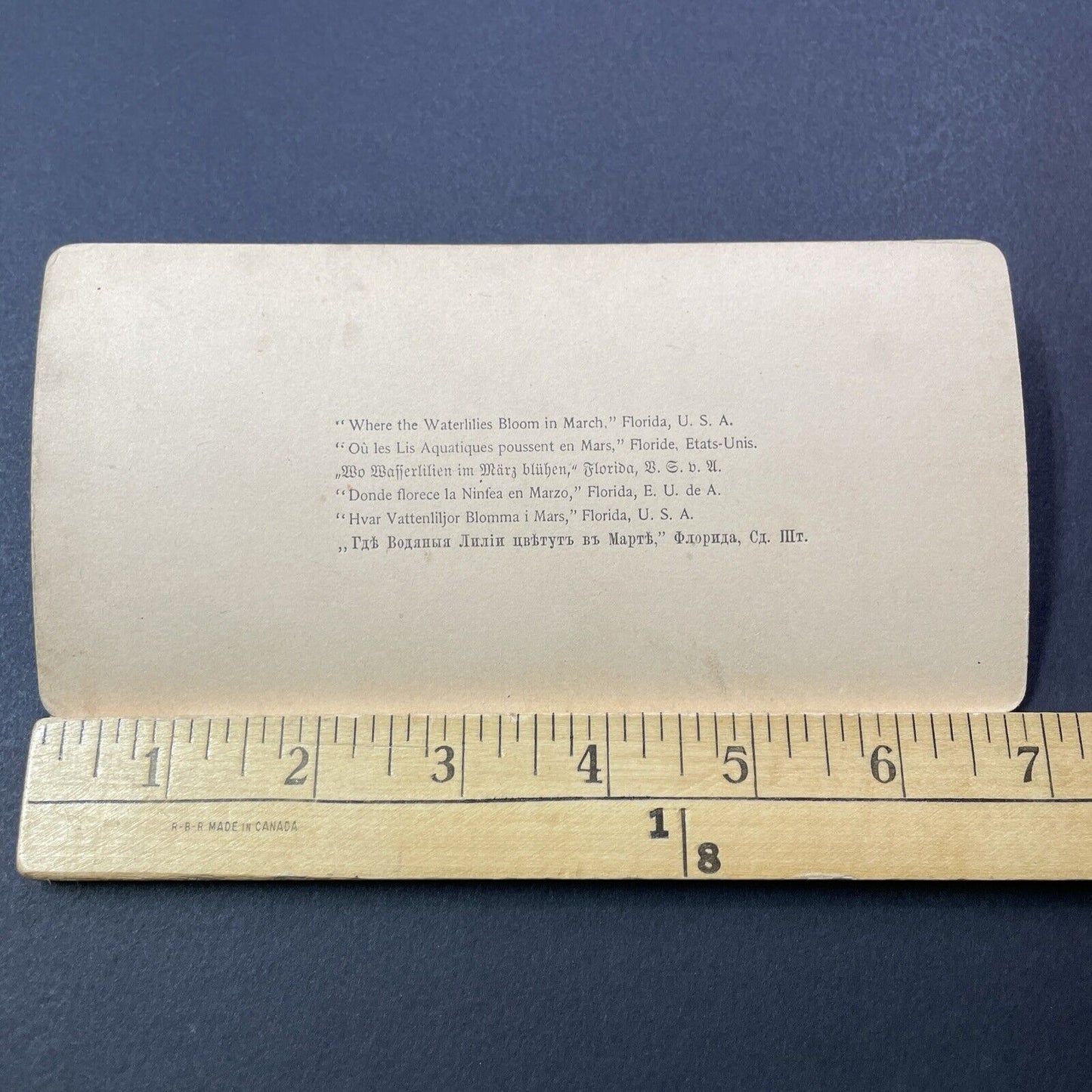 Antique 1899 Rowboat In The Florida Everglades Stereoview Photo Card V3244