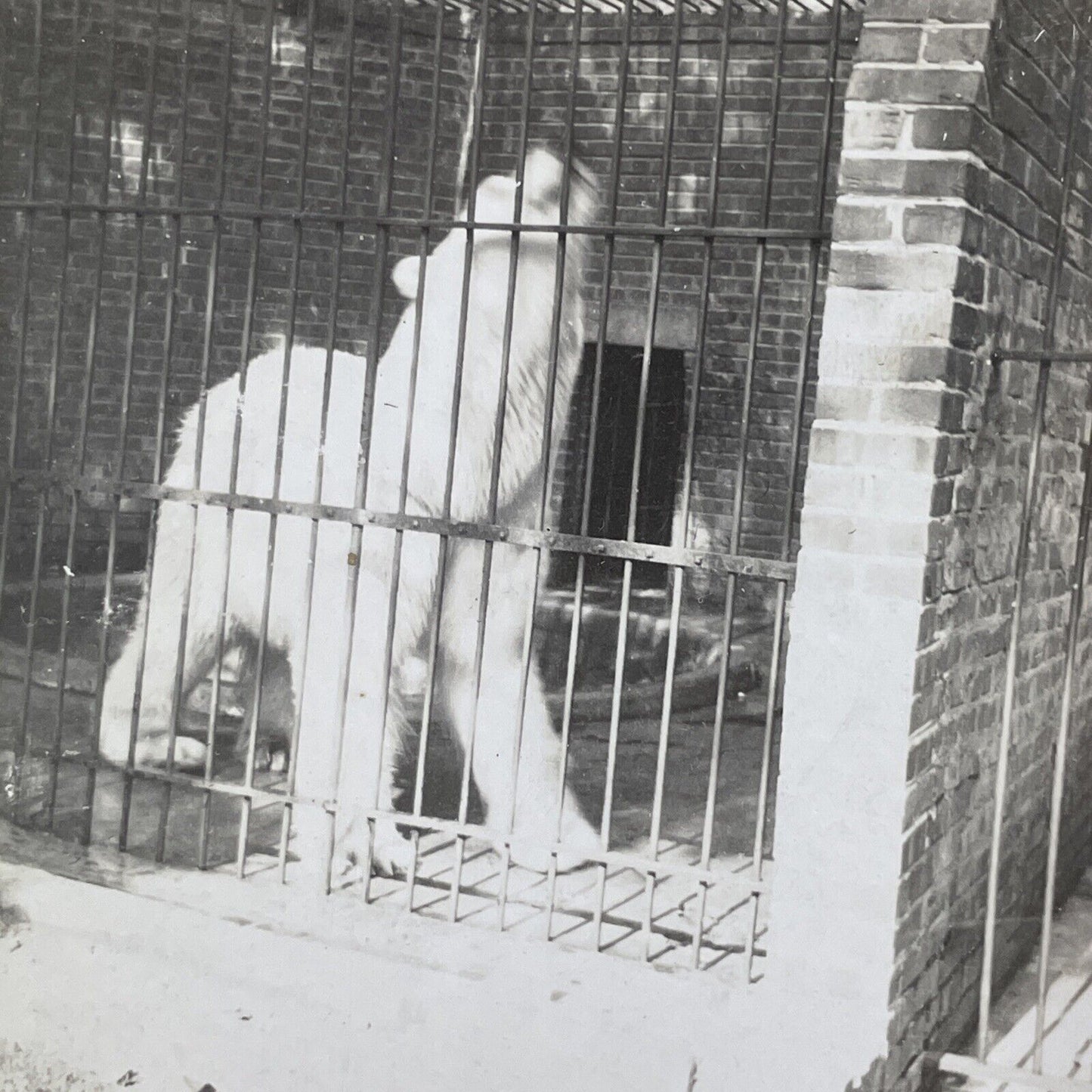 Buffalo Zoo Polar Bear Den Stereoview New York OOAK Antique c1908 Y2719