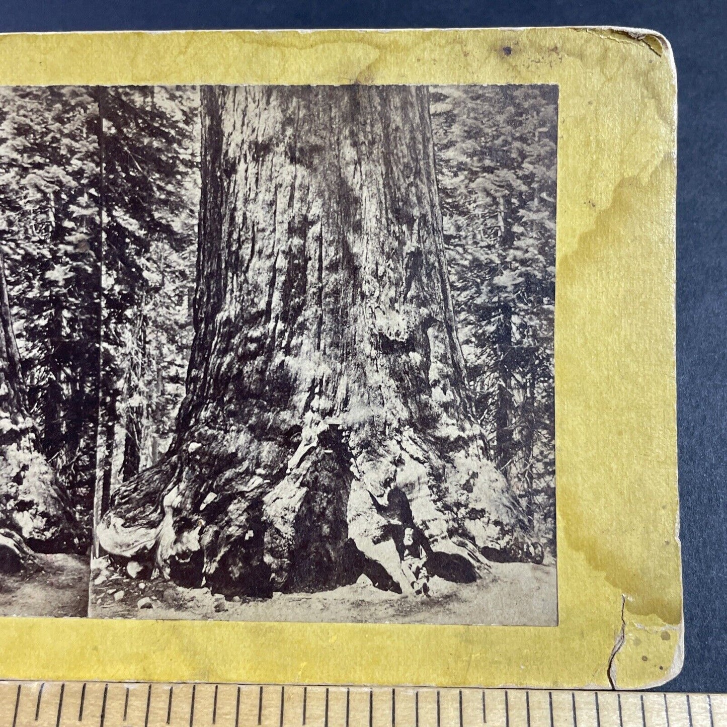 Antique 1860s Logger With Giant Redwood Tree CA Stereoview Photo Card P3612