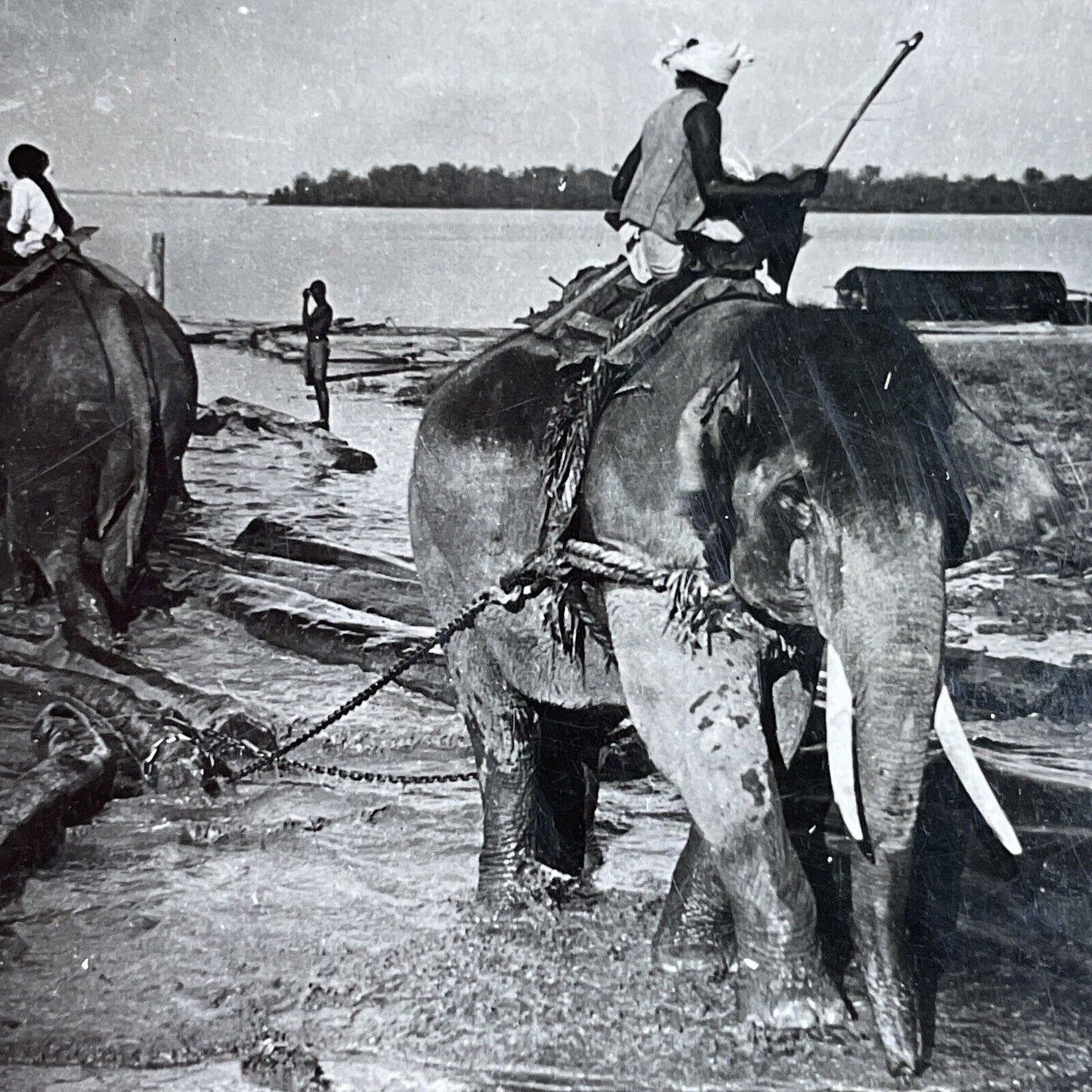 Antique 1910s Elephants Used For Logging In Burma Stereoview Photo Card P3700