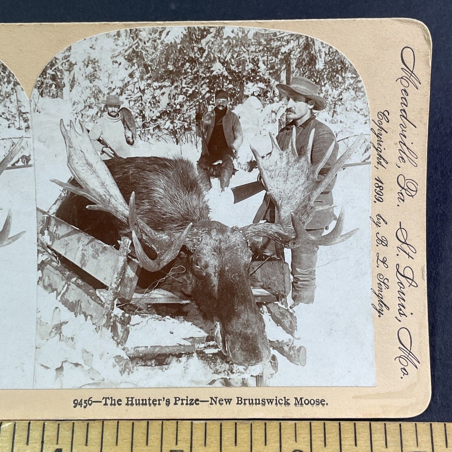 Hunters Shoot a Bull Moose Stereoview New Brunswick Antique c1899 Y2776