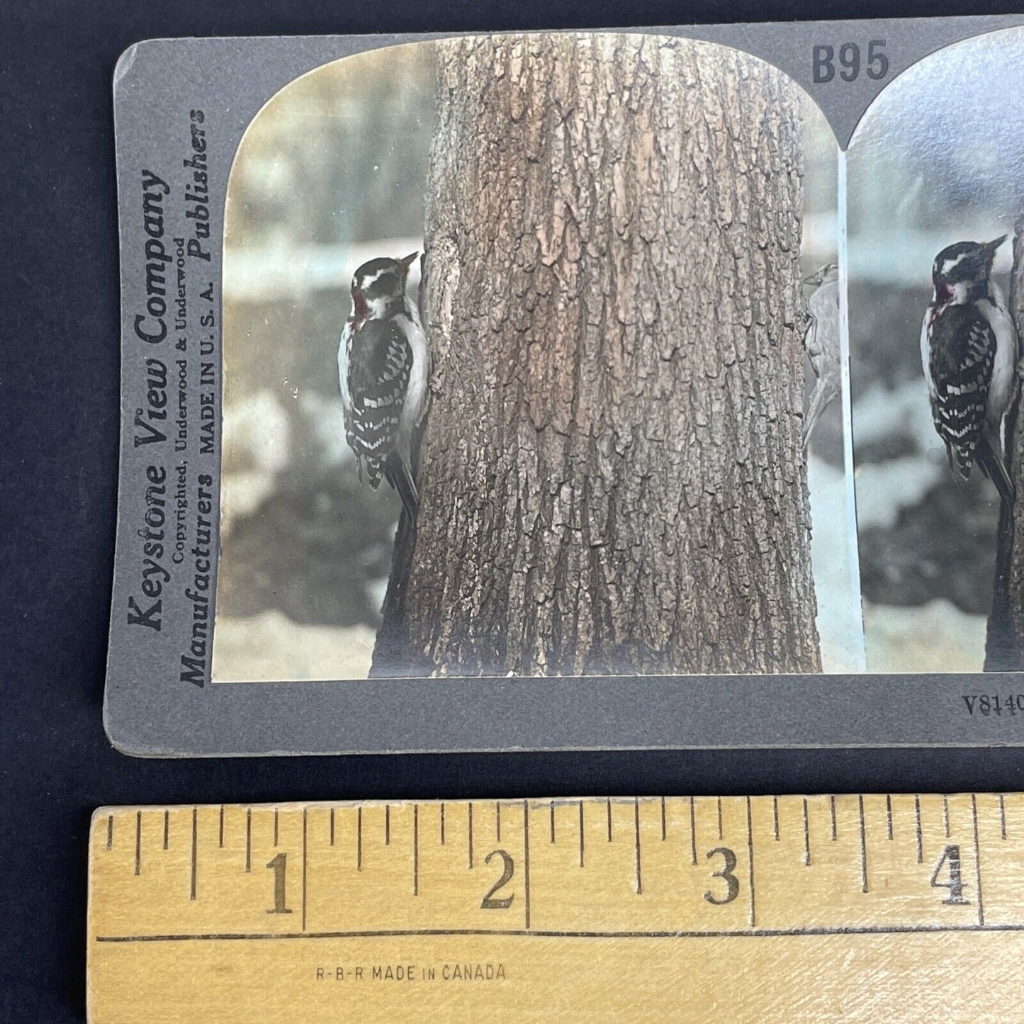 Antique 1908 Downy Woodpecker Eating Bugs In A Tree Stereoview Photo Card PC786