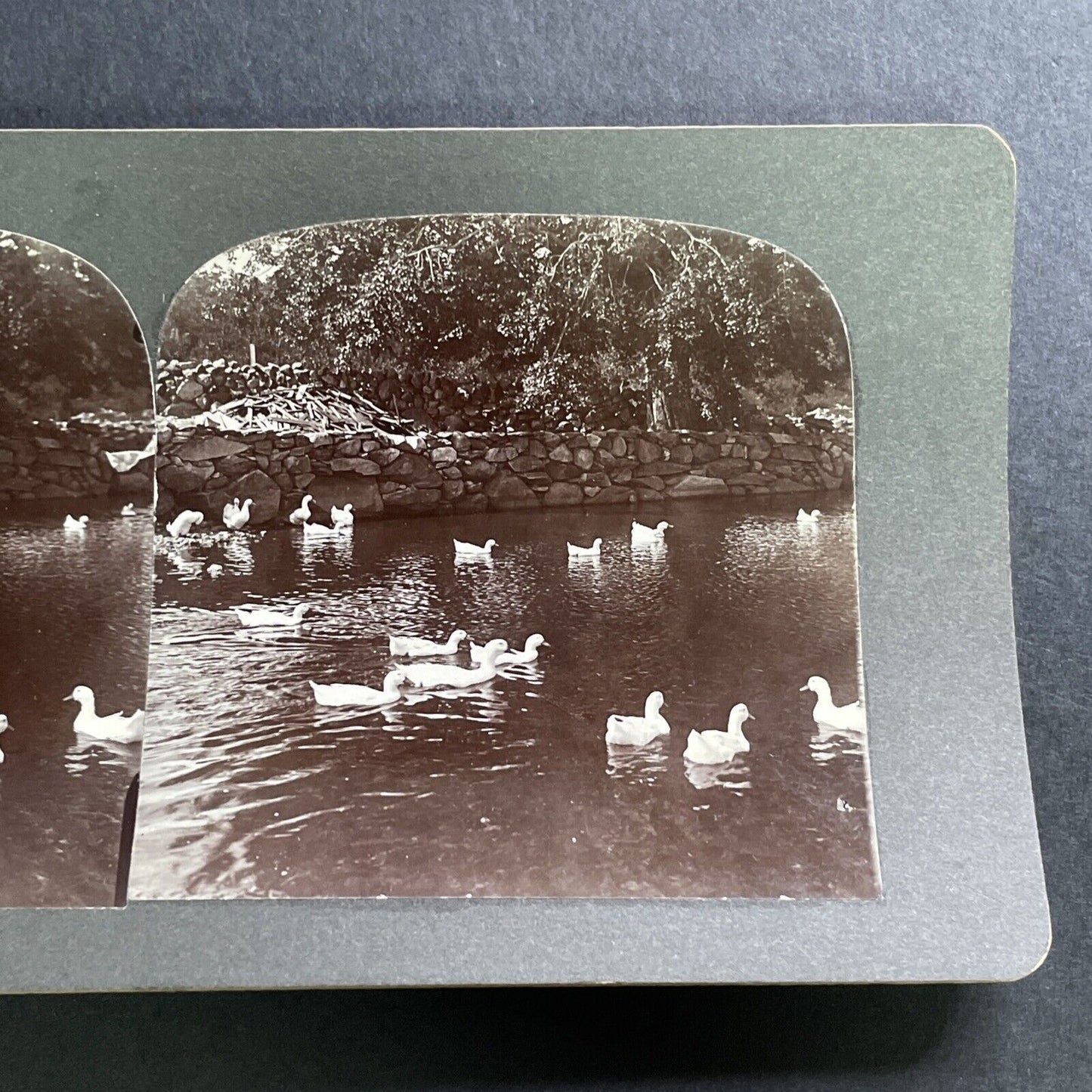 Antique 1890s Snow Geese In Weston Massachusetts Stereoview Photo Card P1564