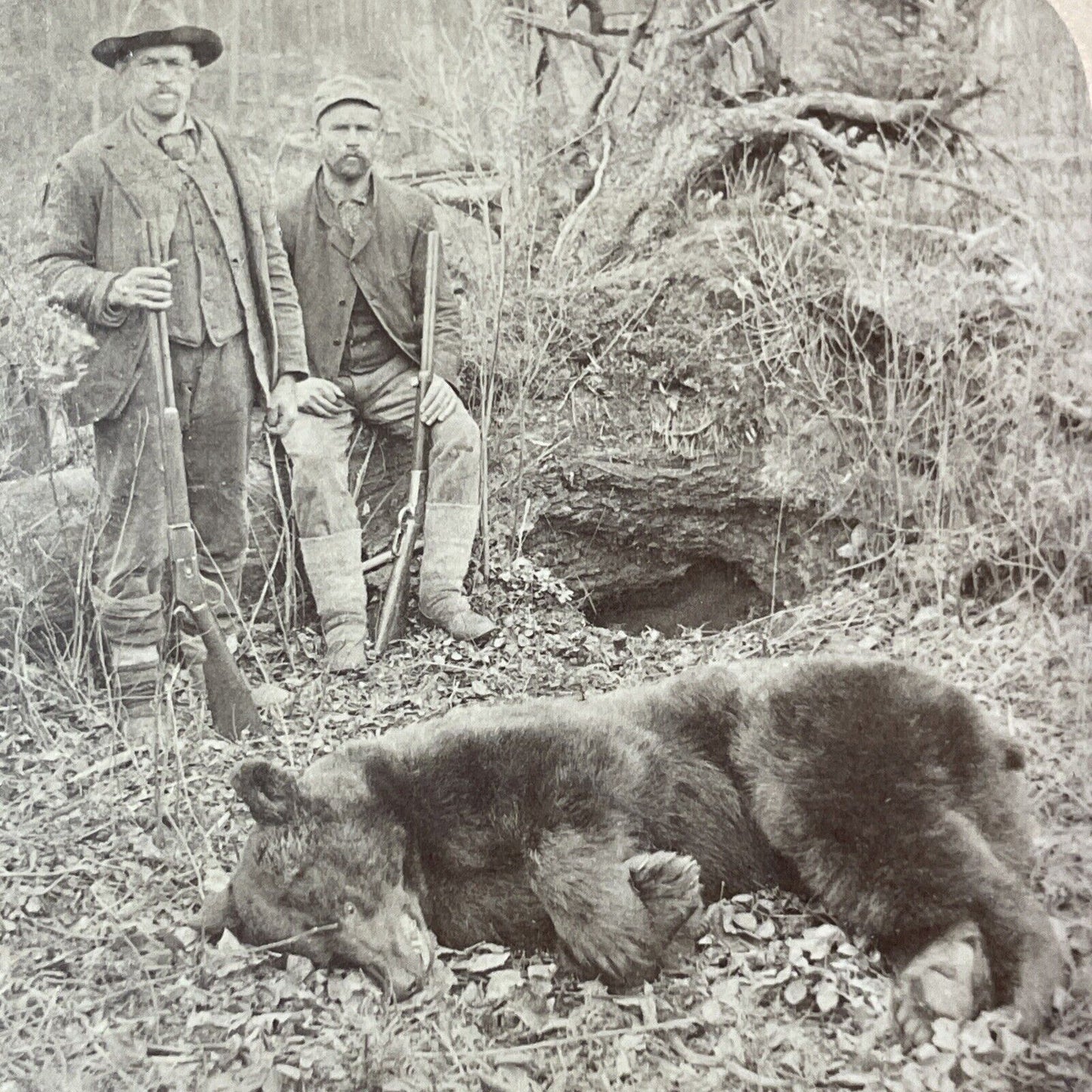 California Grizzly Bear Shot Dead Stereoview Truckee George Barker 1893 X1255