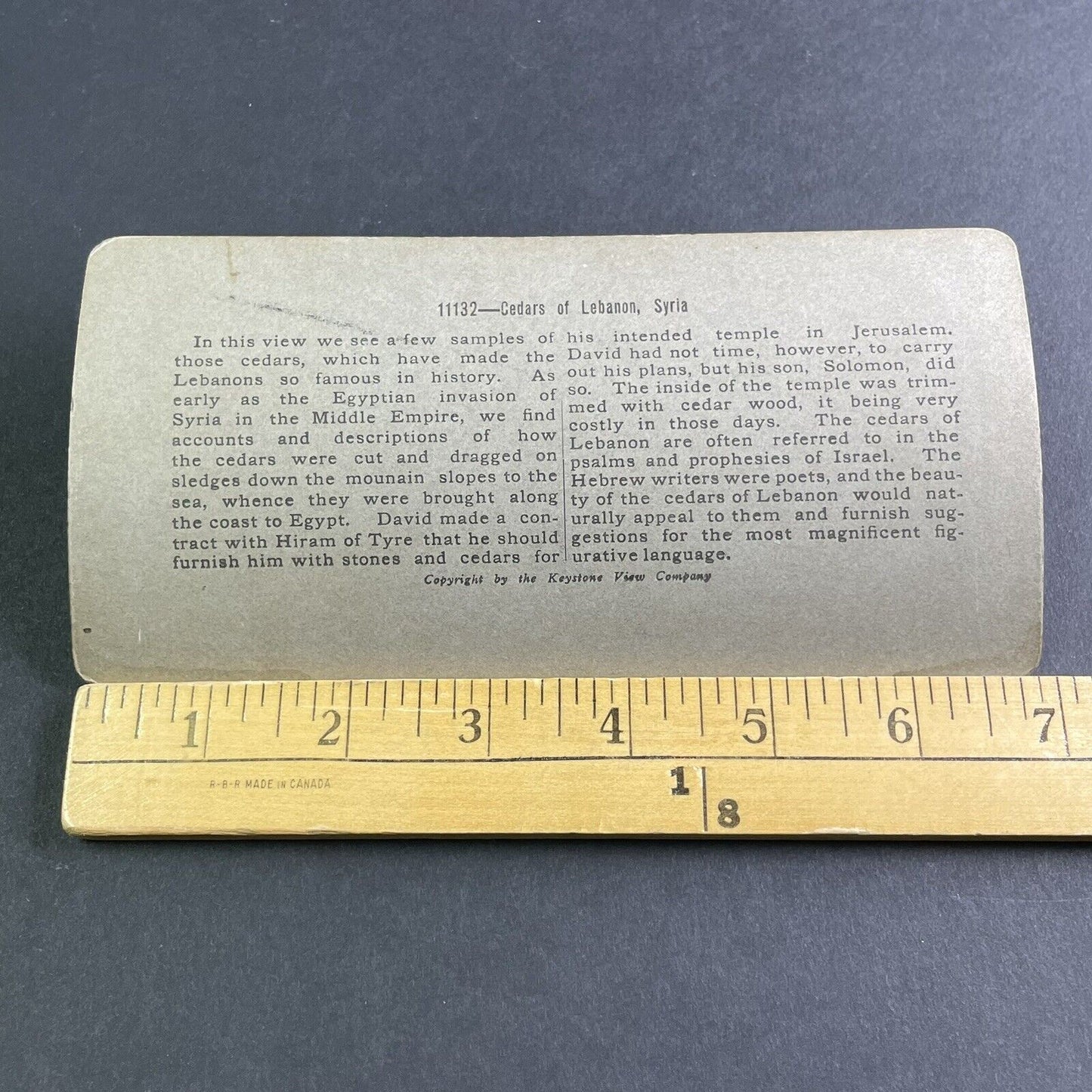 Antique 1900 Giant Cedar Trees Near Beirut Lebanon Stereoview Photo Card P2225
