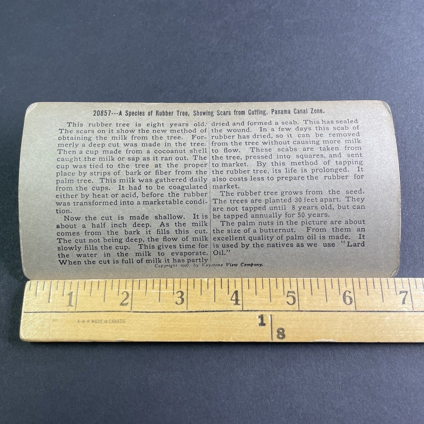 Antique 1906 Rubber Tree Forest In Panama Stereoview Photo Card P2124