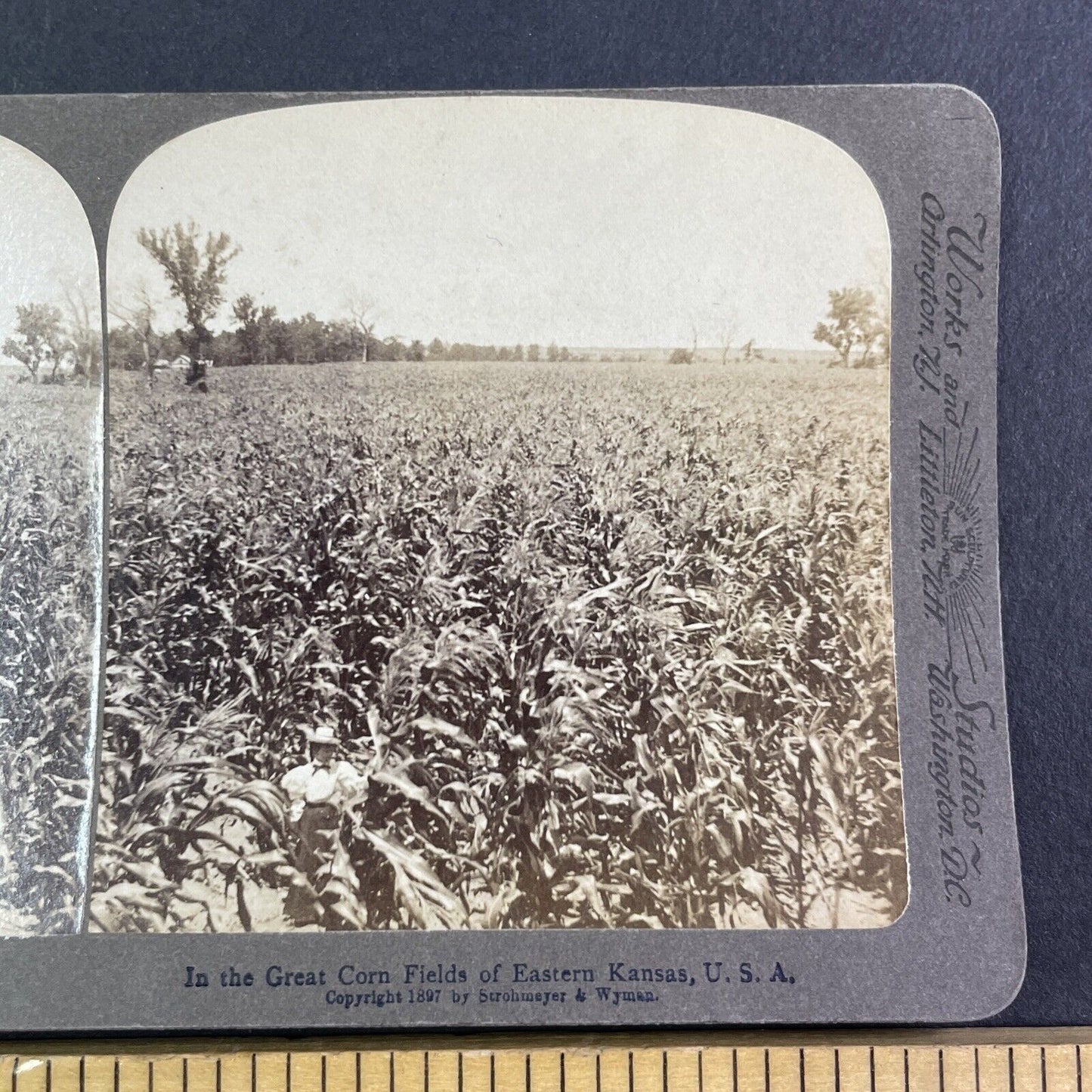 Corn Field near Manhattan Kansas Stereoview Strohmeyer Antique c1897 Y1167