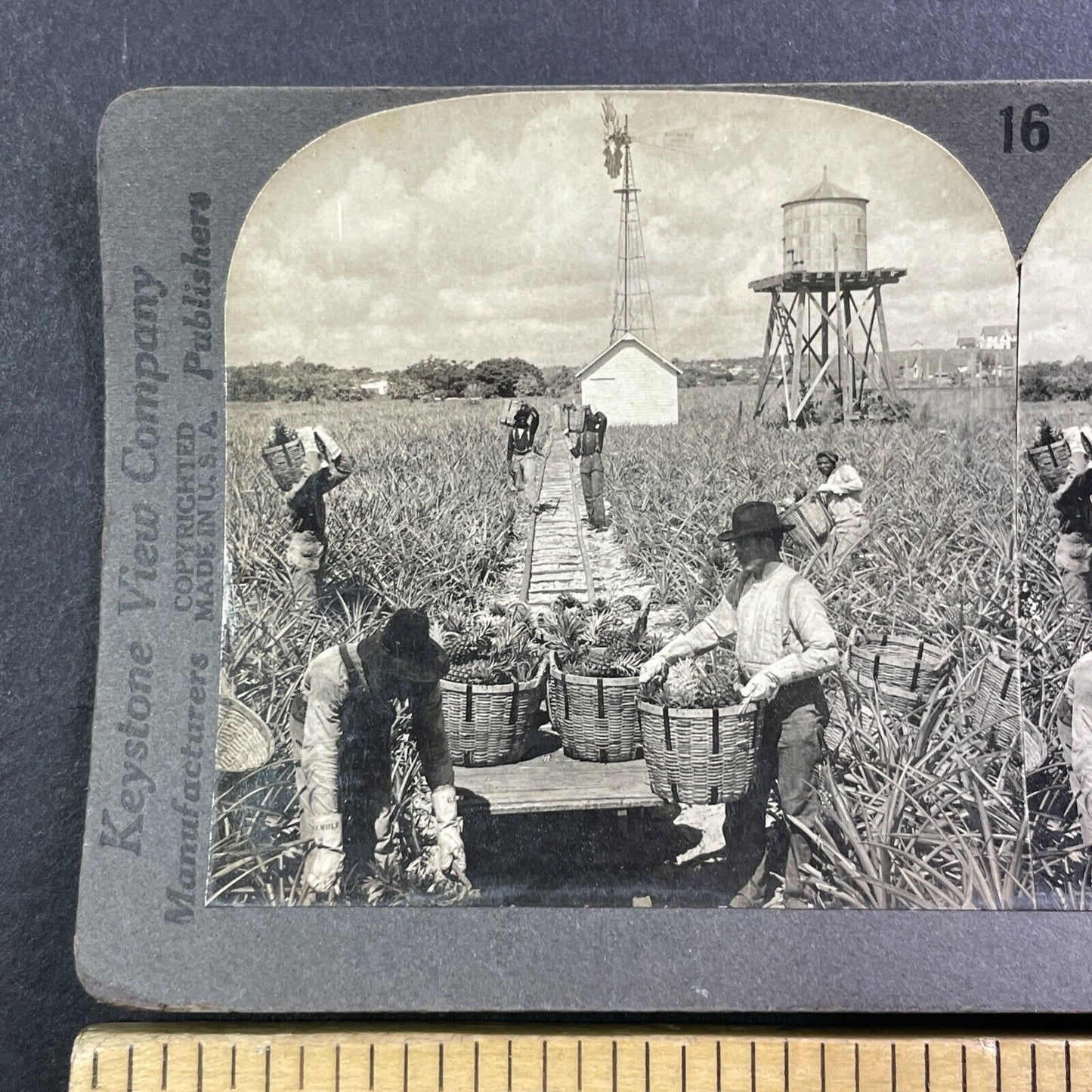 Pineapple Farm Indian River Florida Stereoview Antique c1909 X4242
