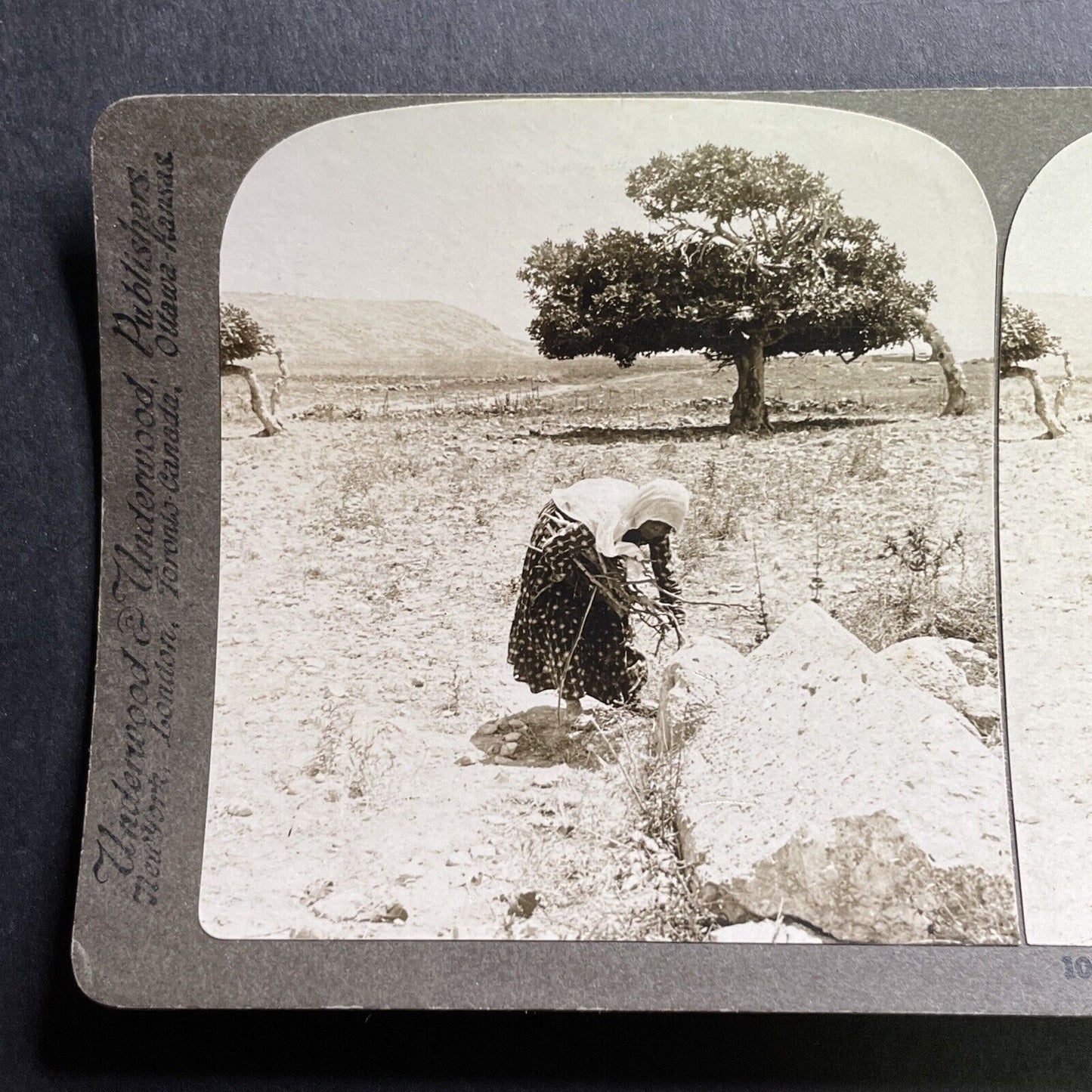 Antique 1905 Woman Gathers Wood Sarafand Lebanon Stereoview Photo Card P1740