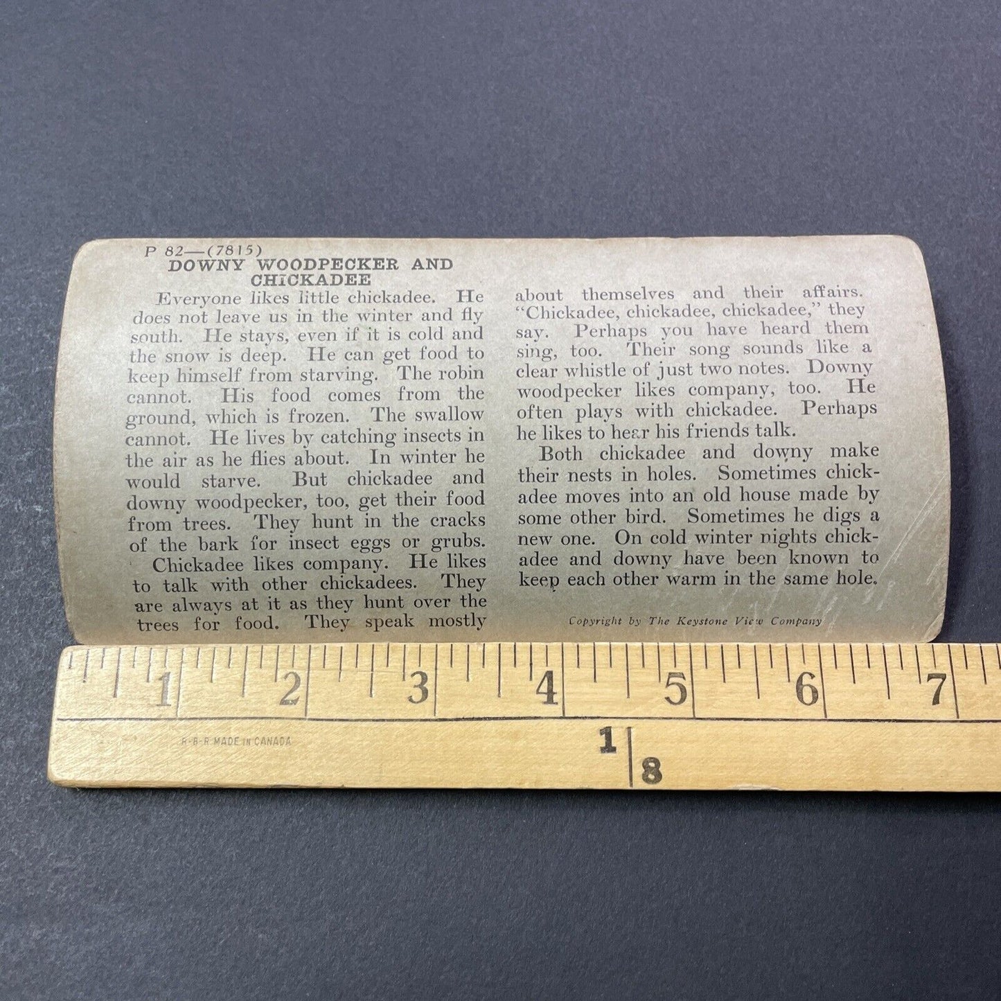Antique 1904 Downy Woodpecker On A Post Stereoview Photo Card V3306