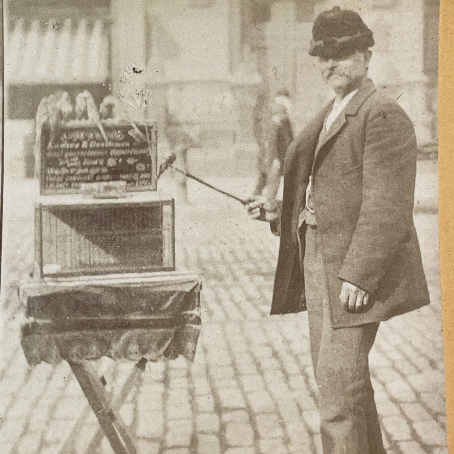 Psychic with Fortune Telling Birds Stereoview Parakeets Antique c1880 X2760