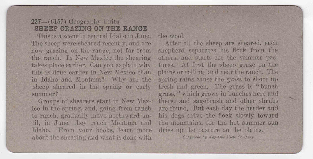 Antique 1920s Sheep Grazing On The Range, Central Idaho USA Stereo Card P139