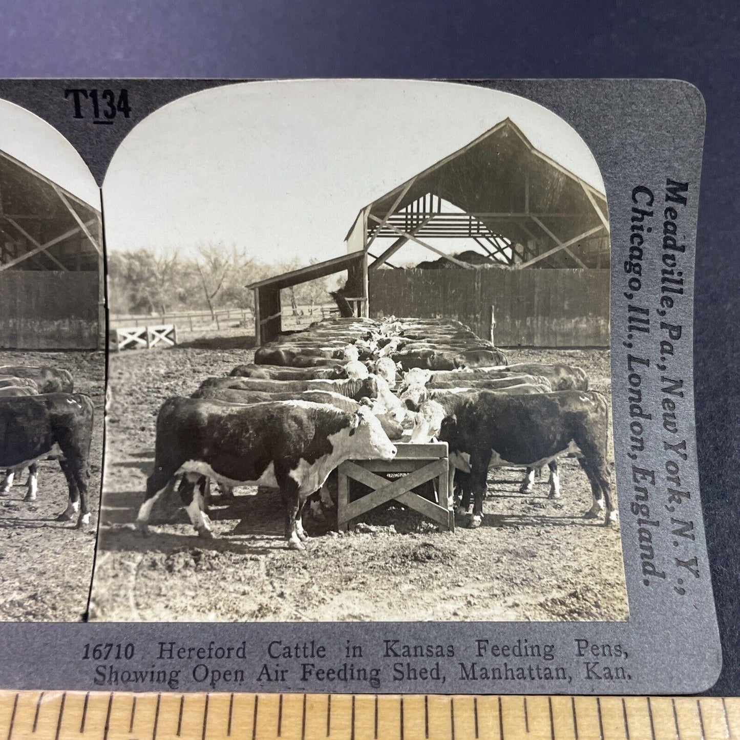 Antique 1920s Hereford Cattle Farm Manhattan Kansas Stereoview Photo Card P3735