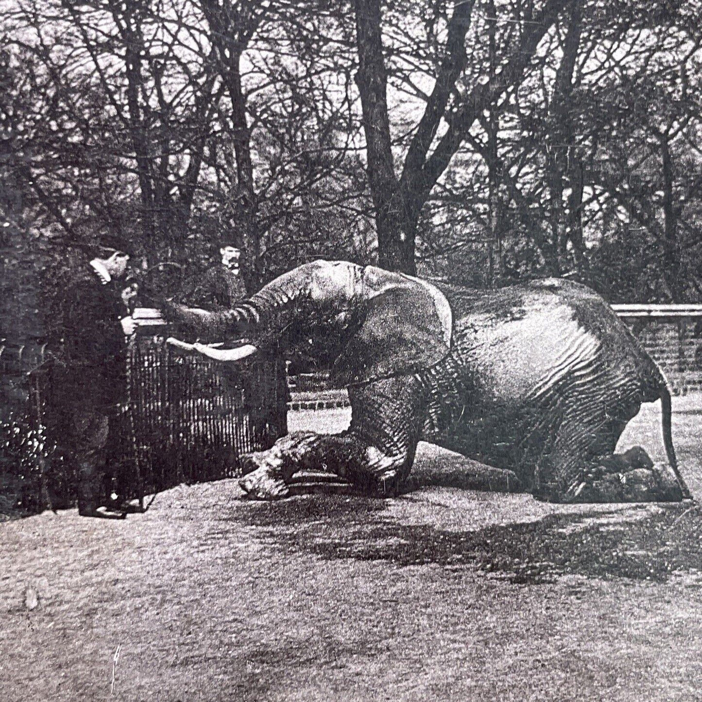 Antique 1880s Circus Tamer & Elephant At London Zoo Stereoview Photo Card P1681