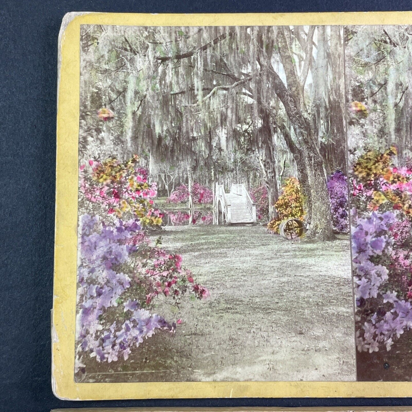 Gardens of John Grimke Drayton Stereoview Charleston South Carolina c1870 Y1326