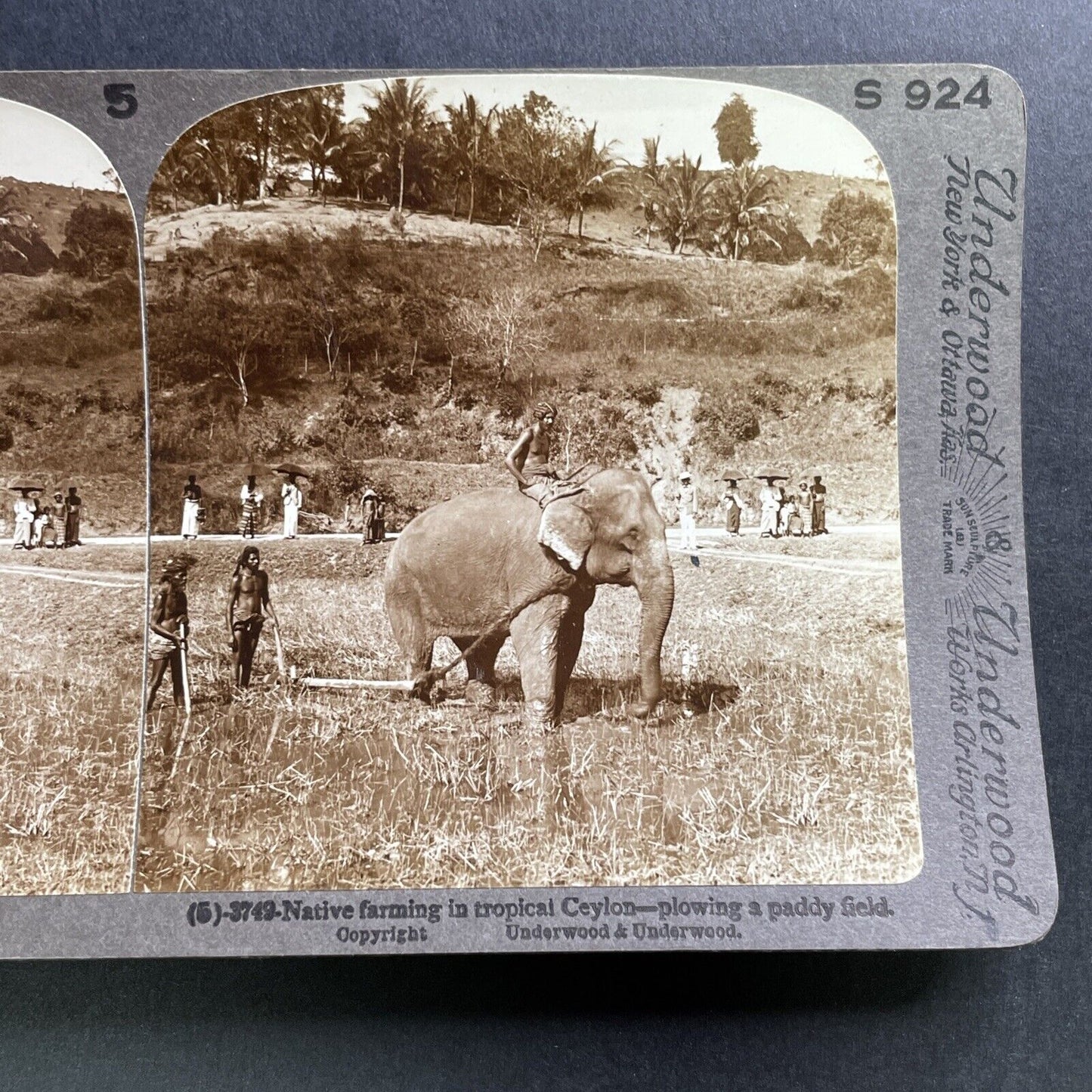 Antique 1905 Elephant Ploughing Rice Field Sri Lanka Stereoview Photo Card P1760