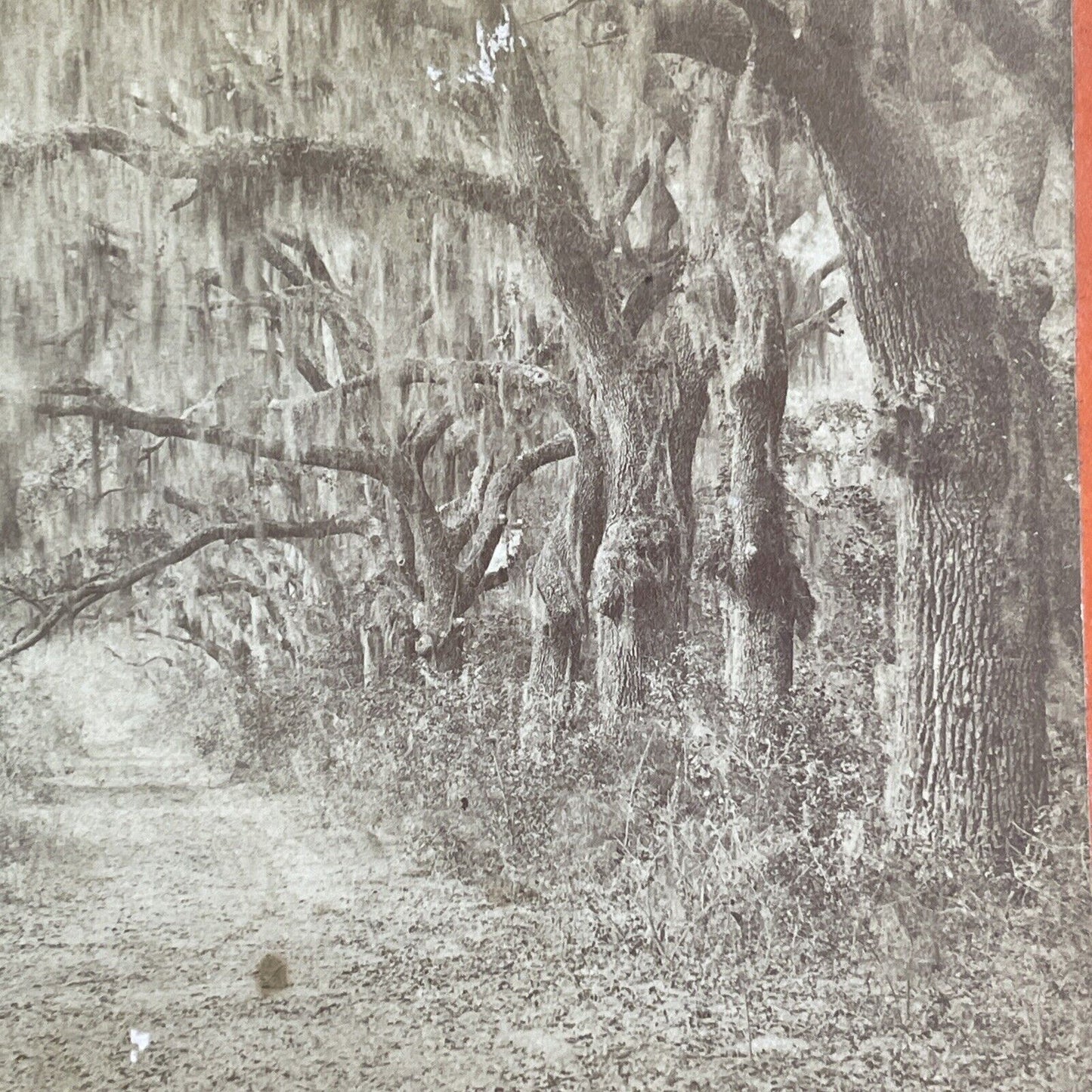 Bonaventure Cemetery Savannah GA Stereoview JP Soule Antique c1866 X3863