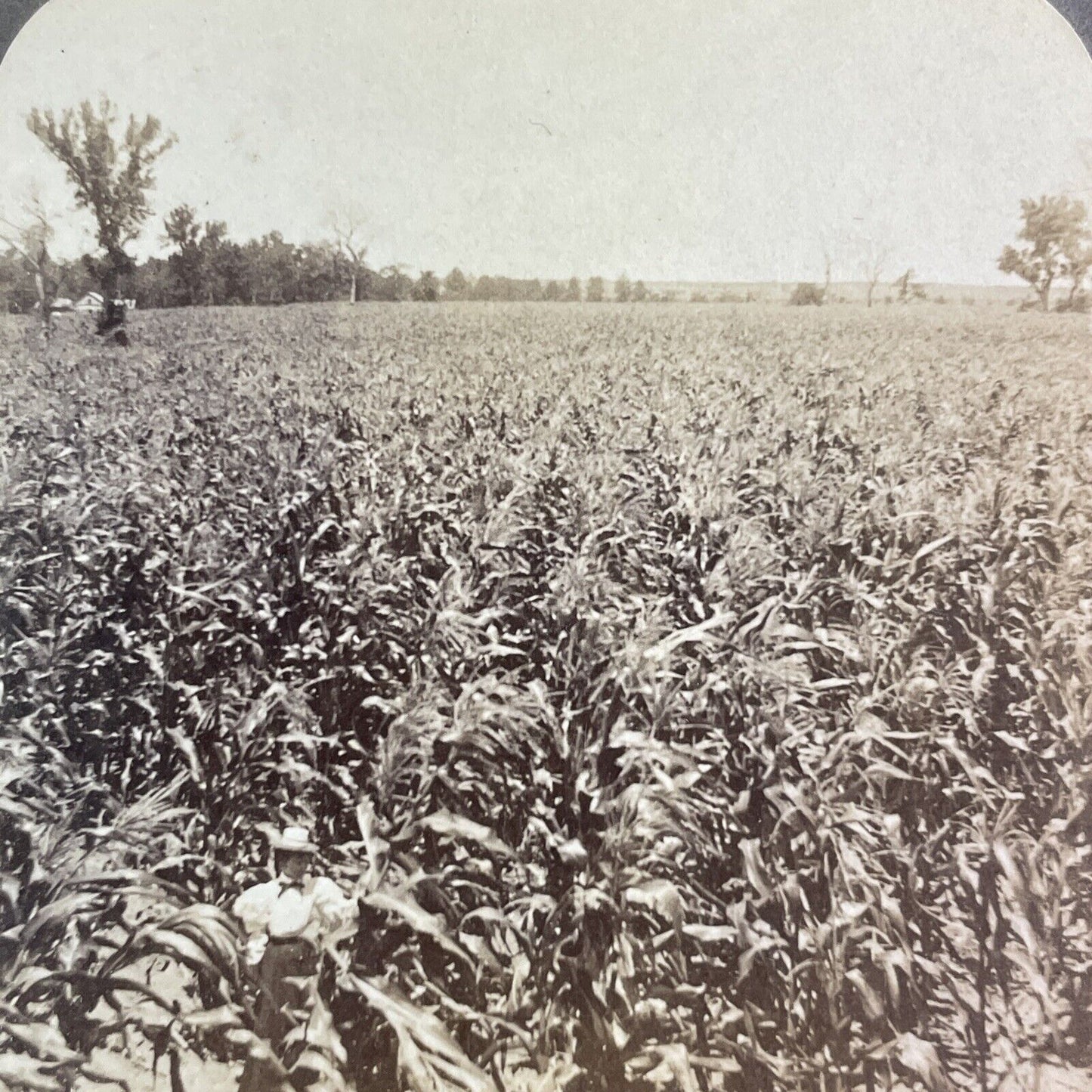 Corn Field near Manhattan Kansas Stereoview Strohmeyer Antique c1897 Y1167